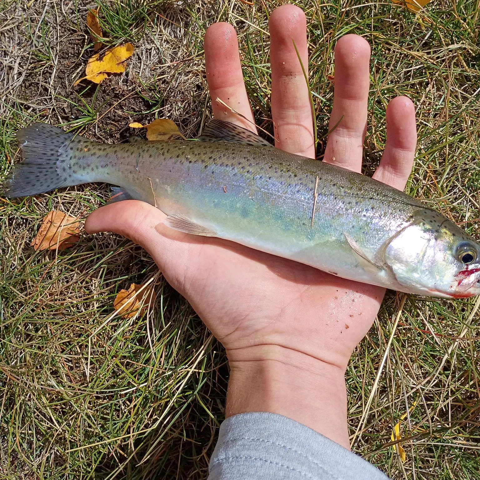 Rainbow trout caught on Fishbrain