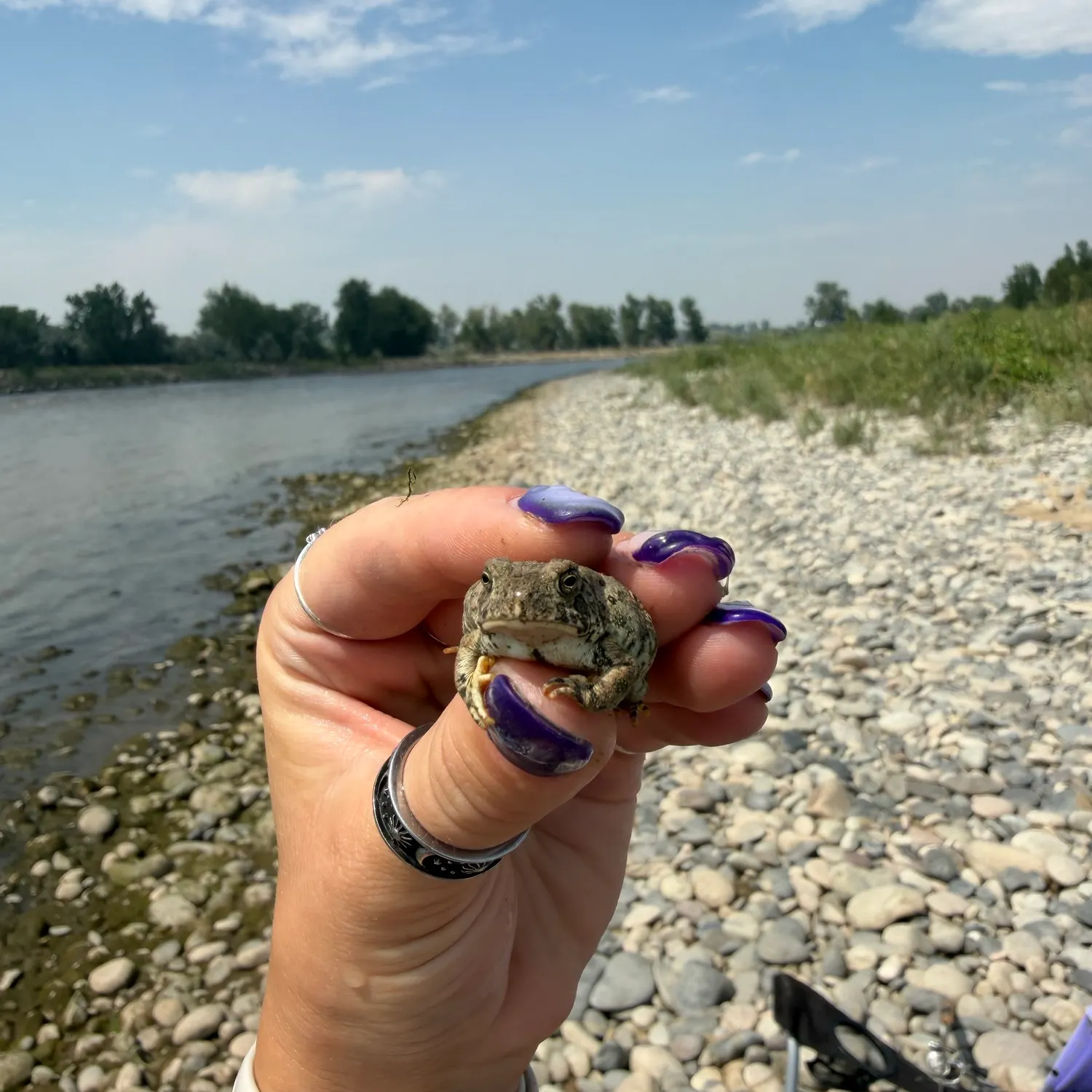 The most recent River frog catches on Fishbrain