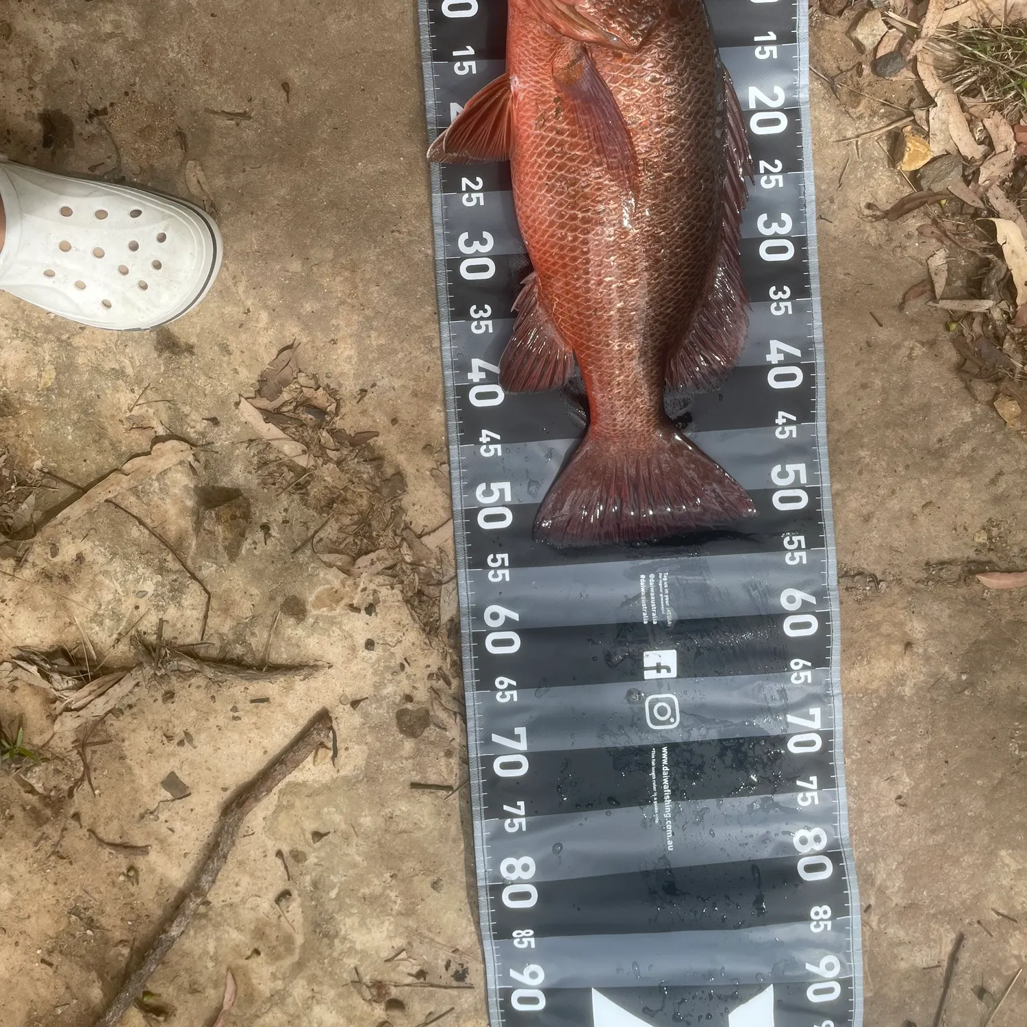 The most recent Mangrove red snapper catches on Fishbrain