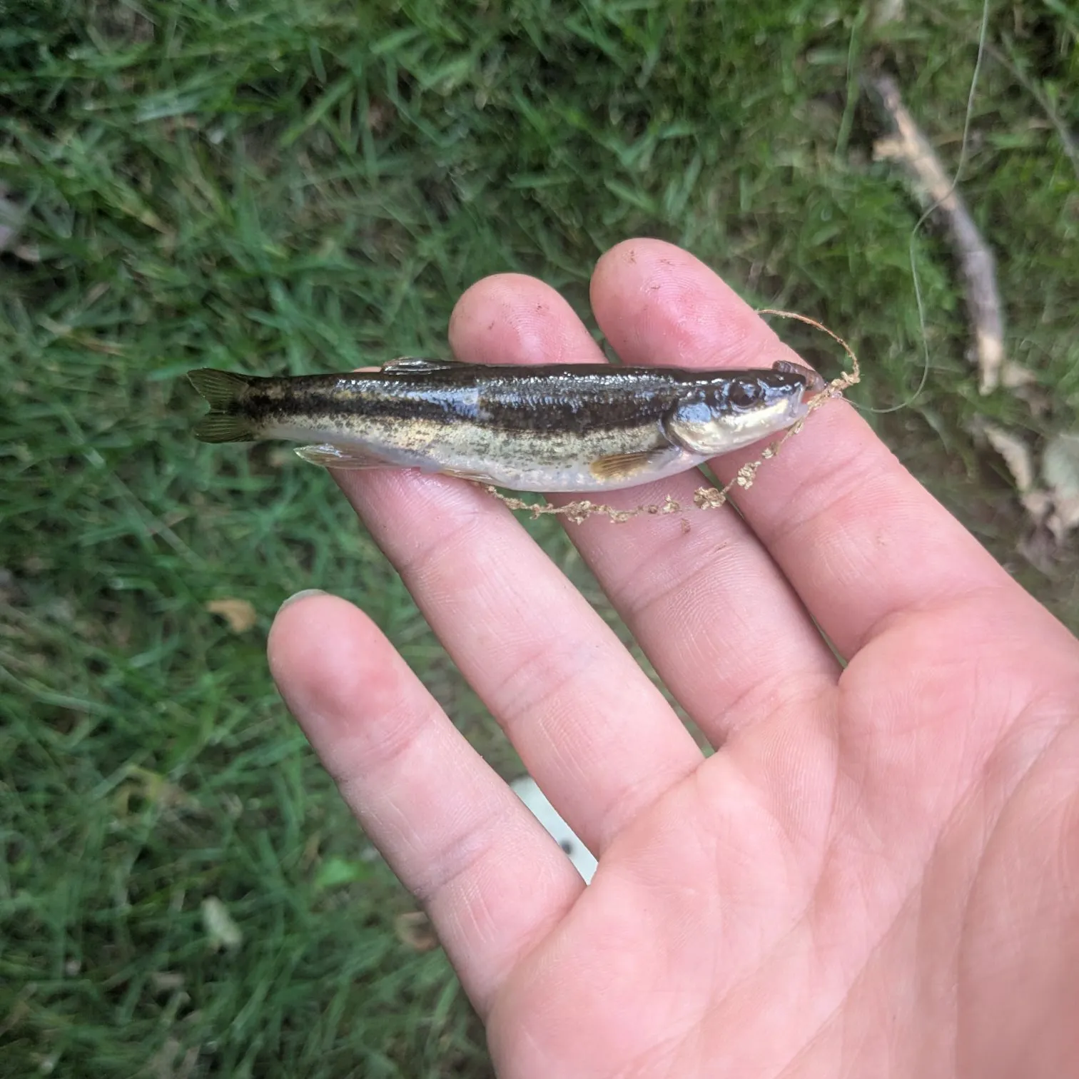 The most recent Eastern blacknose dace catches on Fishbrain