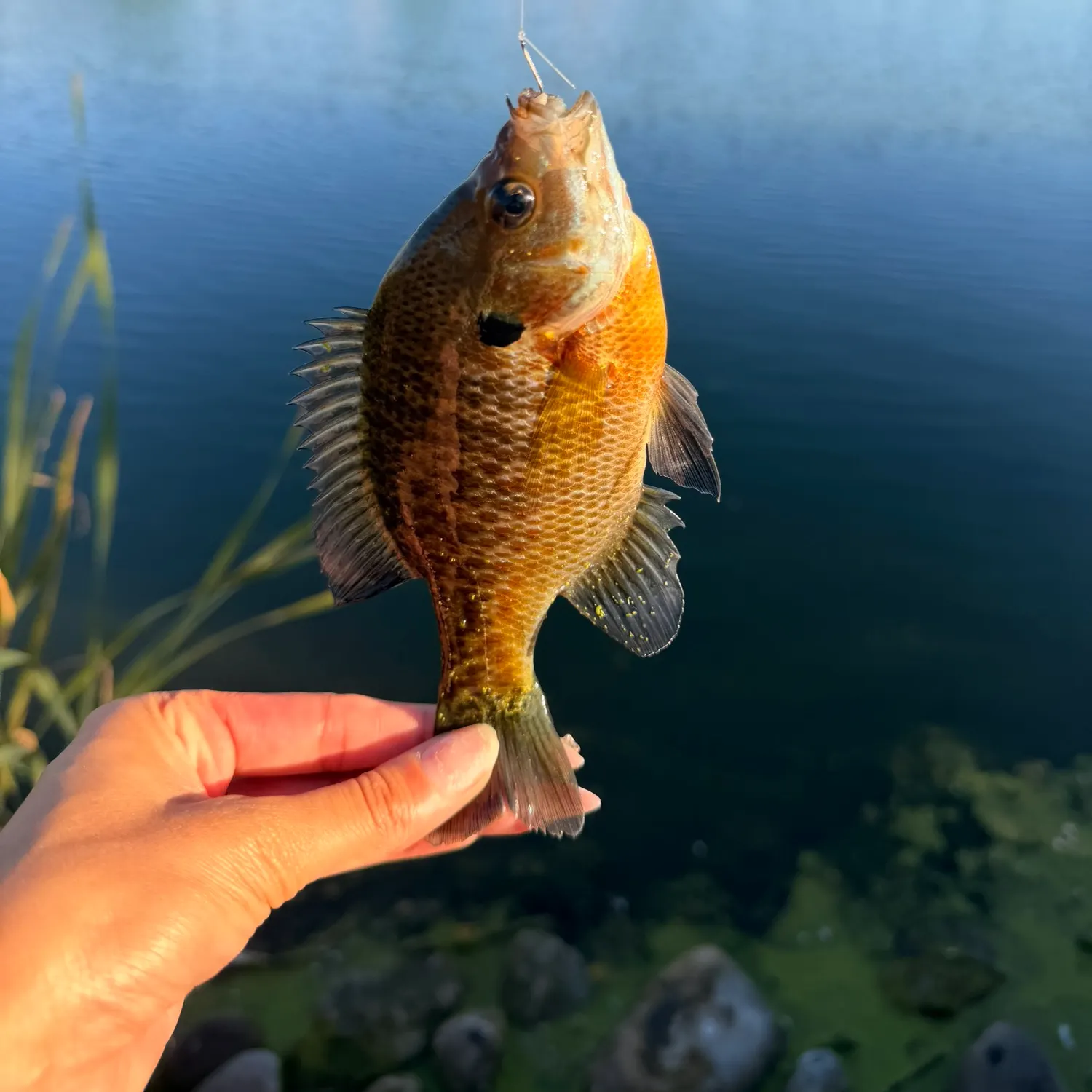 Bluegill caught on Fishbrain
