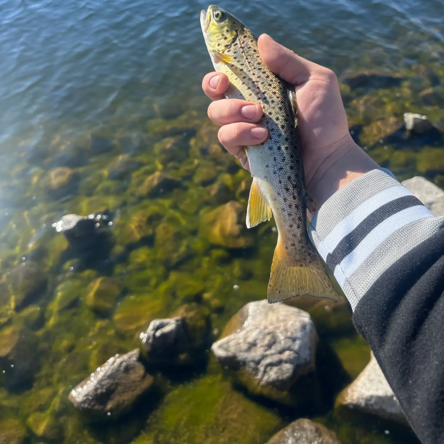Brown trout caught on Fishbrain