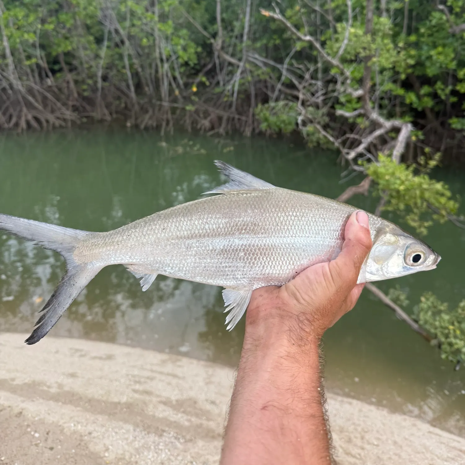 The most recent Milkfish catches on Fishbrain