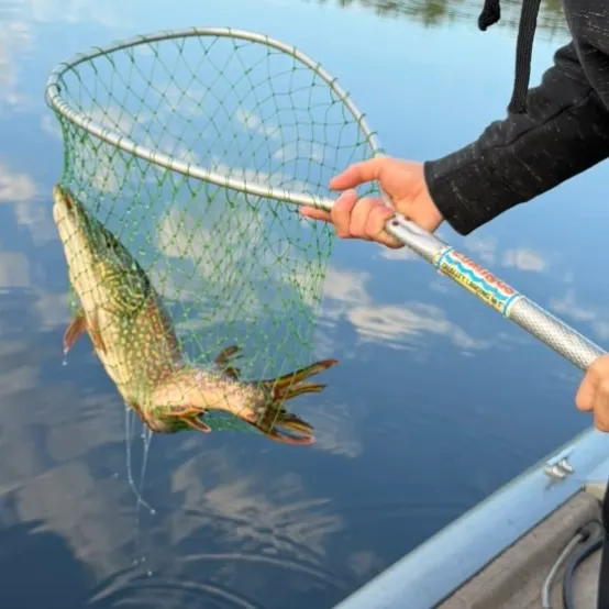 Northern pike caught on Fishbrain