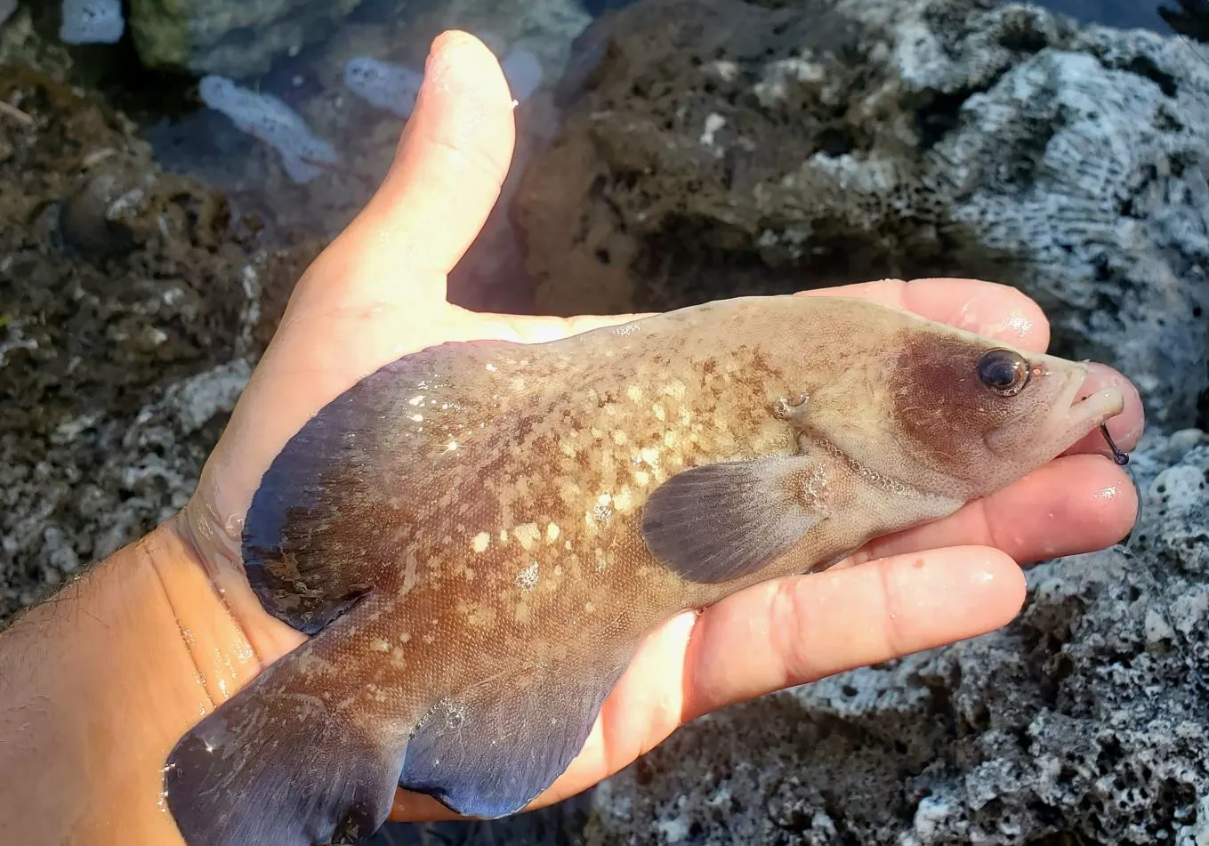 Greater soapfish