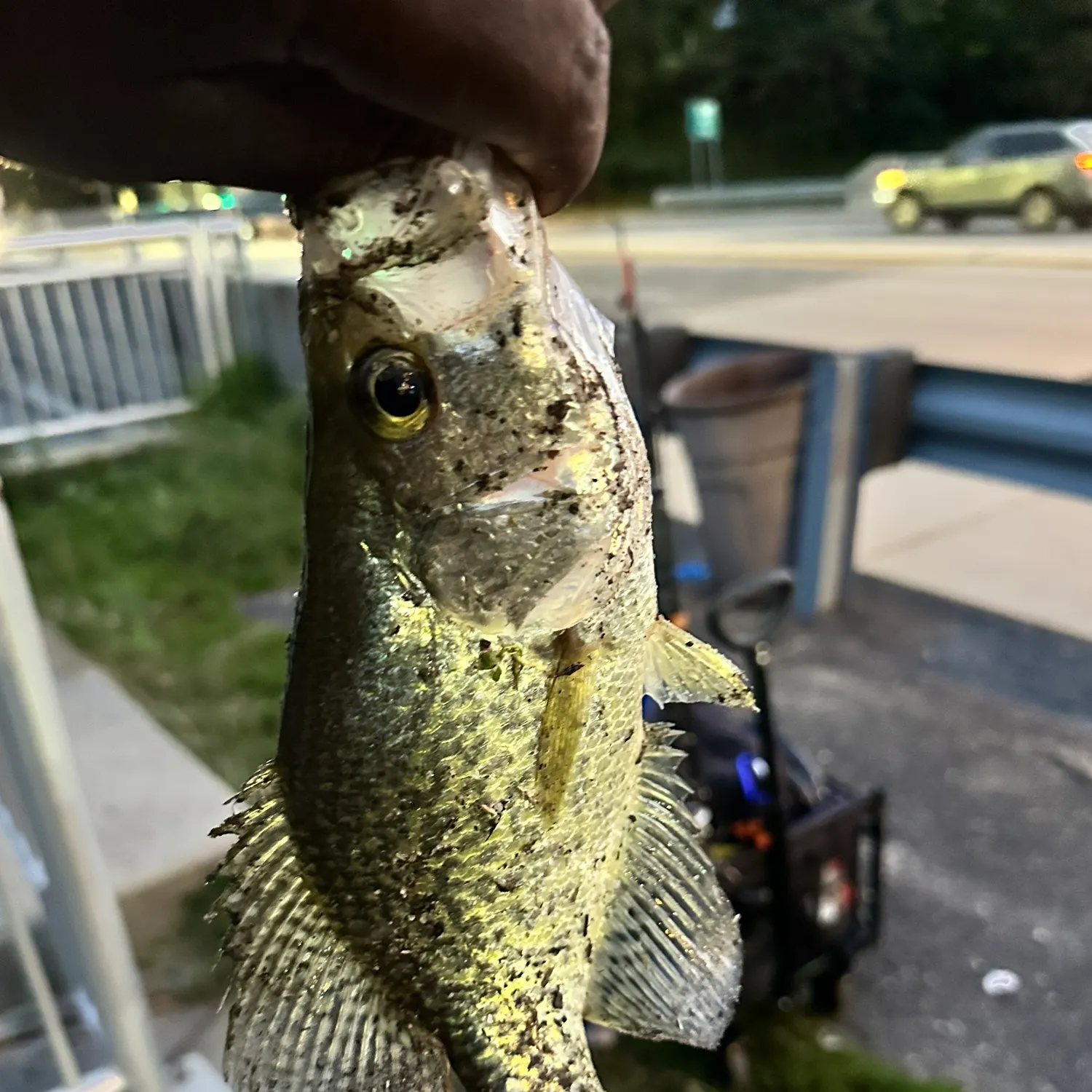 Black crappie caught on Fishbrain
