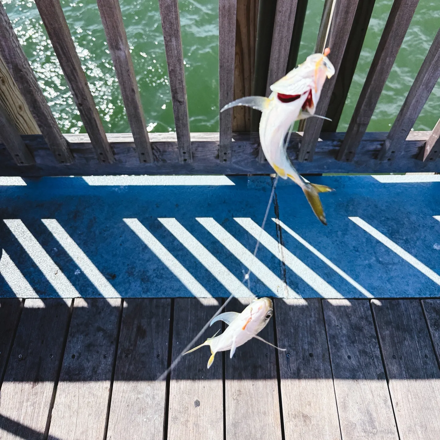 The most recent Atlantic bumper catches on Fishbrain