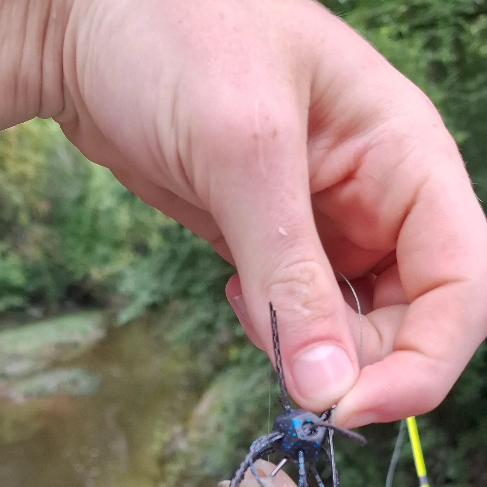 Creek chub caught on Fishbrain