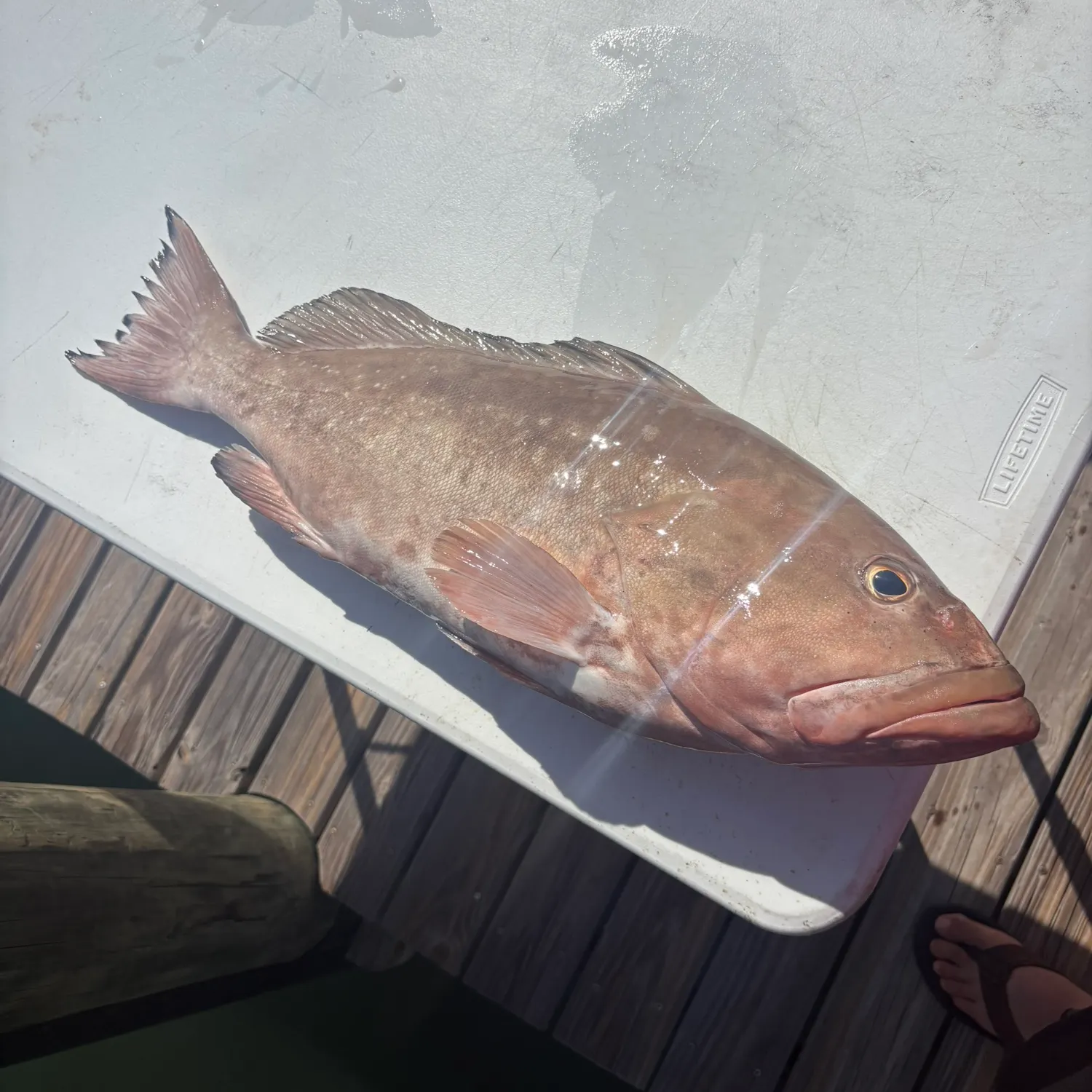 The most recent Red grouper catches on Fishbrain