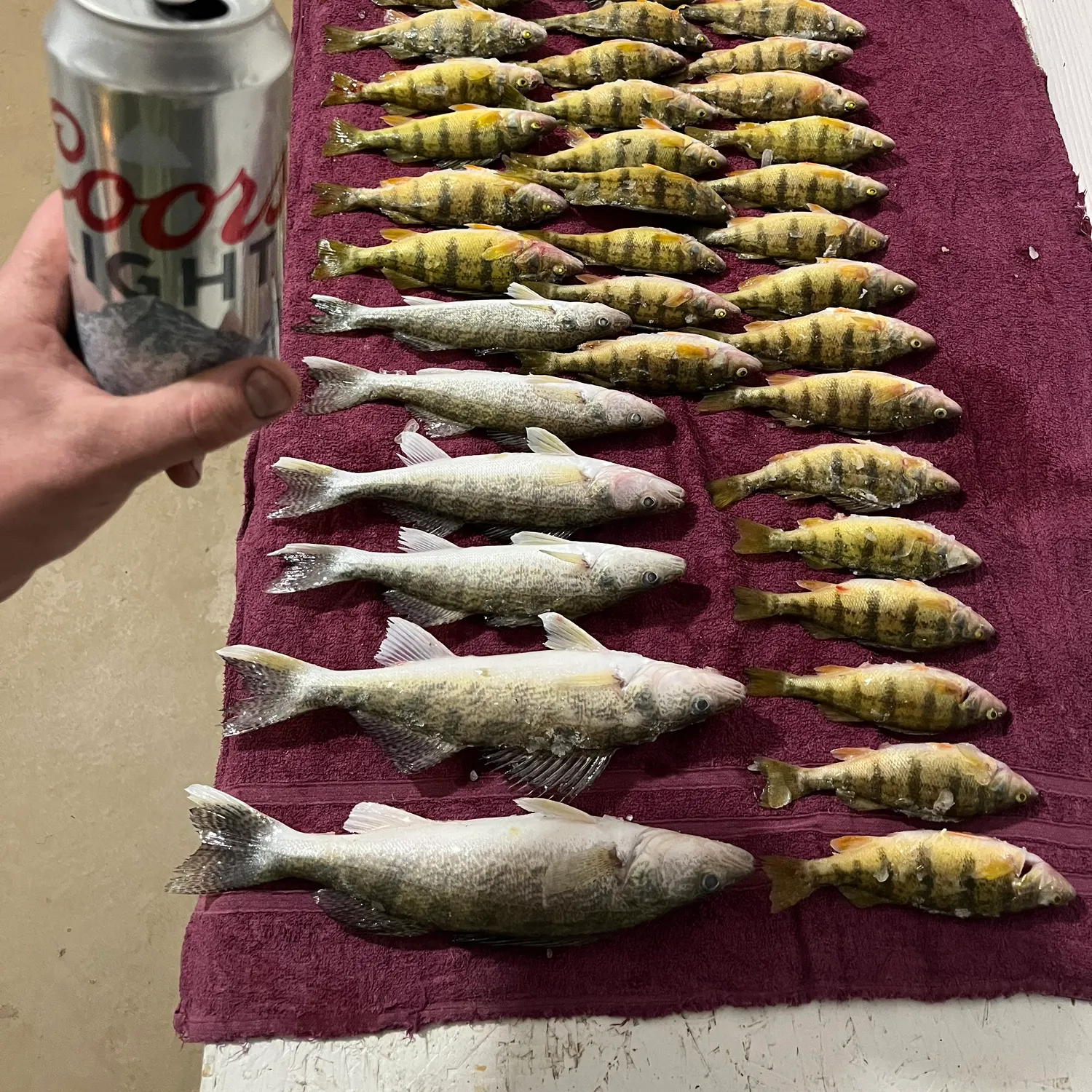 recently logged catches