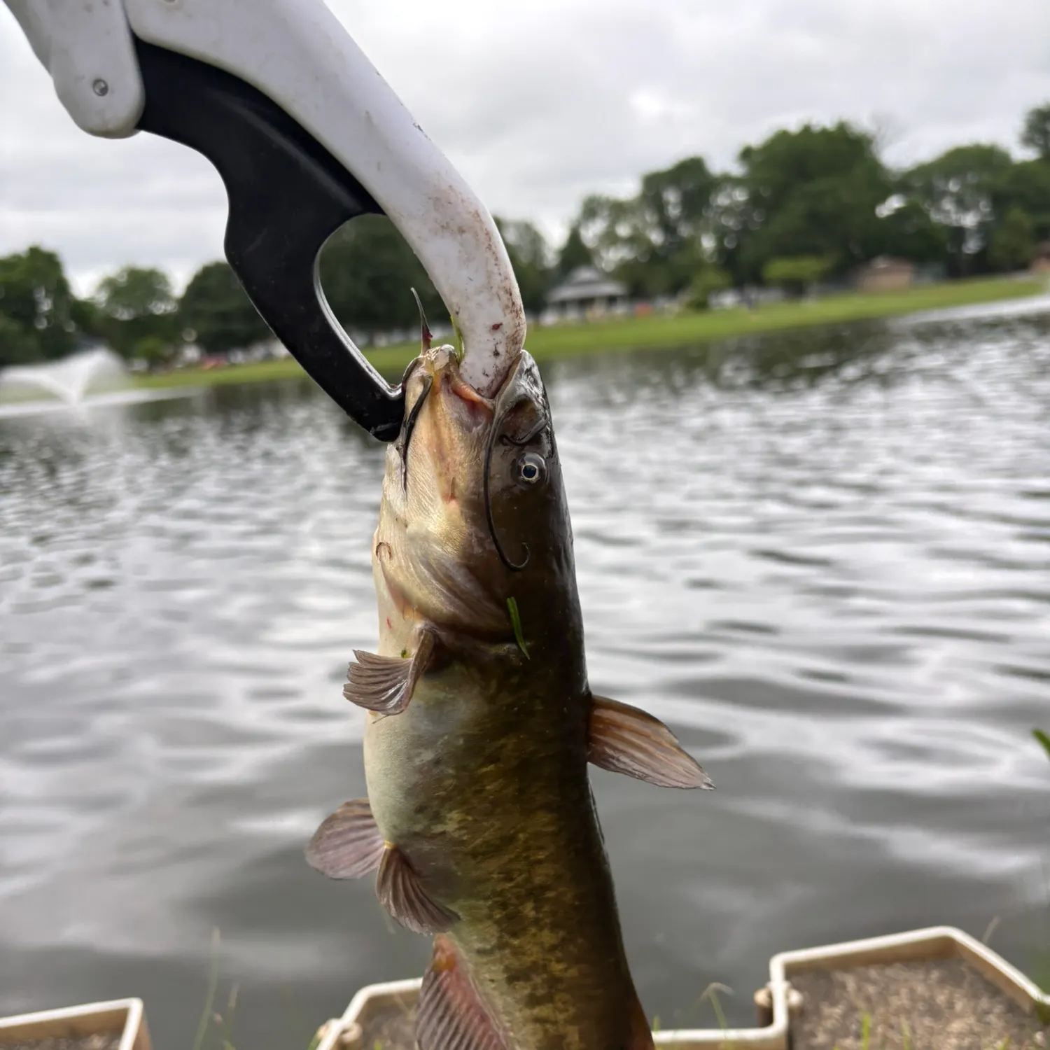 catch