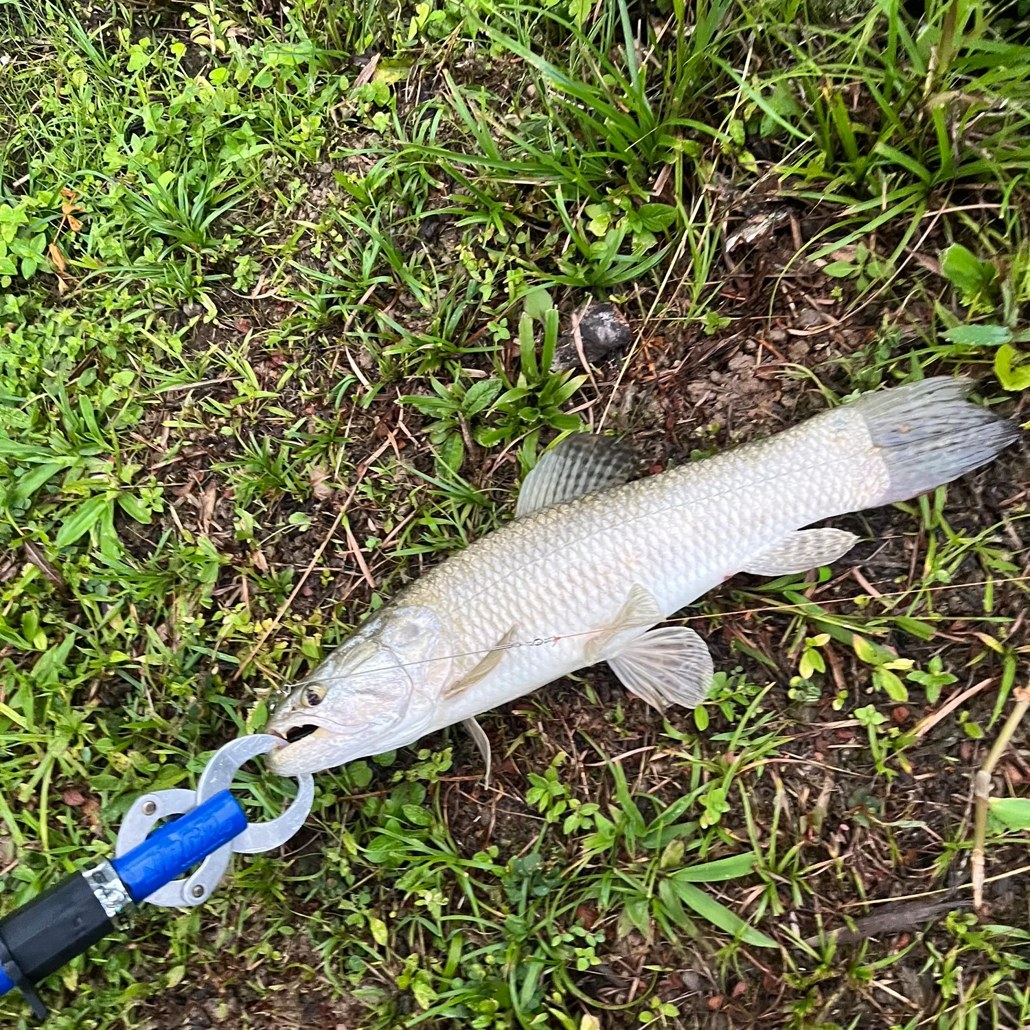 The most recent Trahira catches on Fishbrain