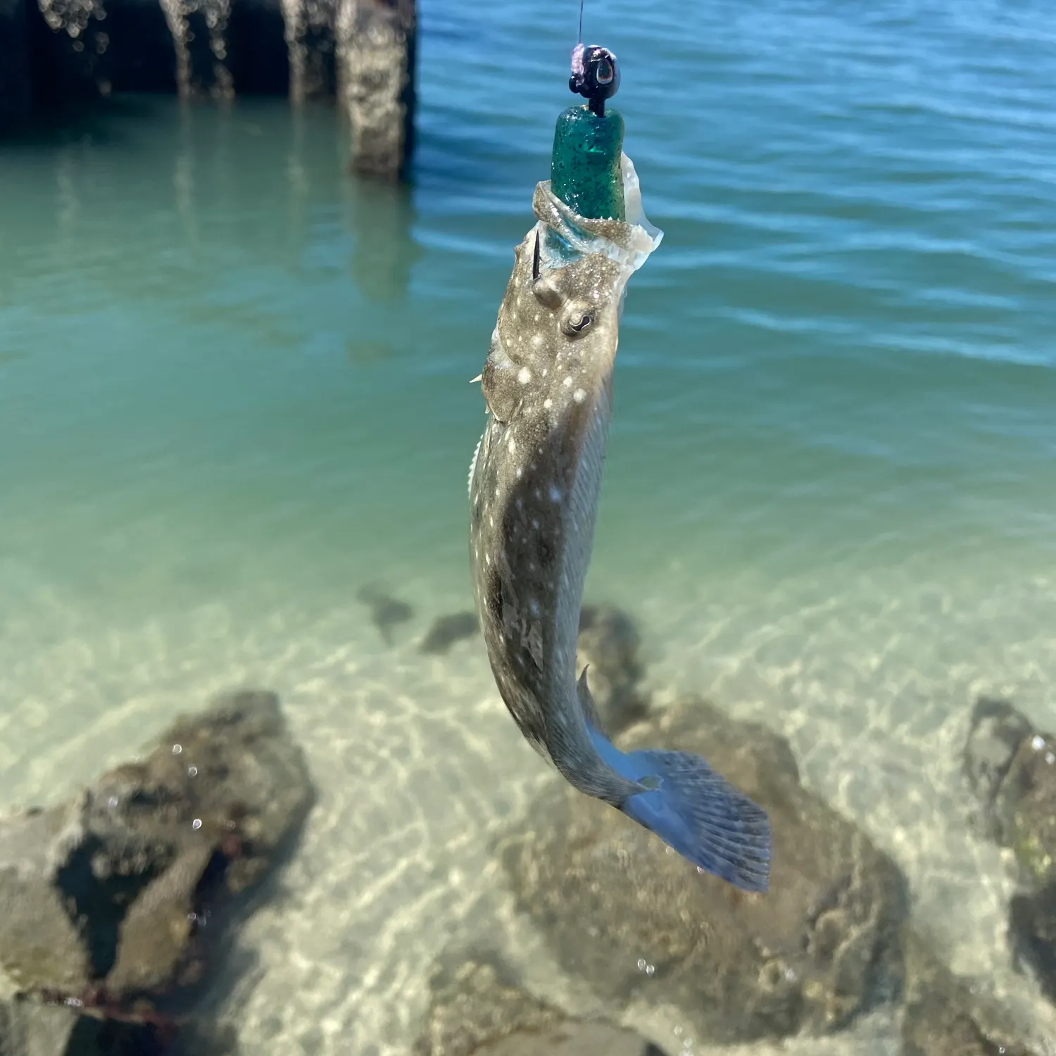 Southern flounder caught on Fishbrain