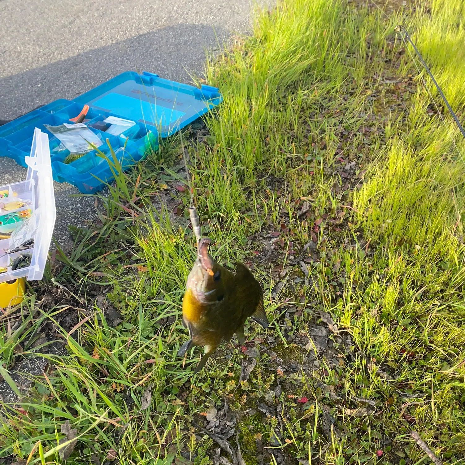 The most recent Bluegill catches on Fishbrain