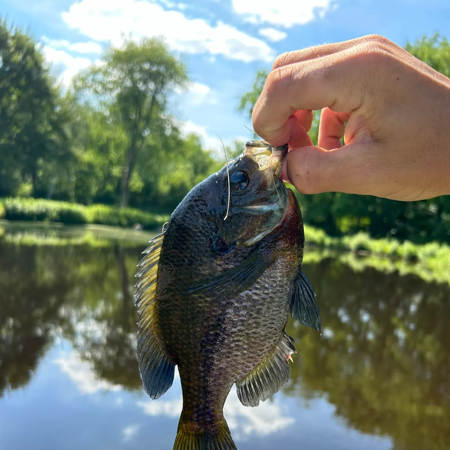The most recent Bluegill catches on Fishbrain
