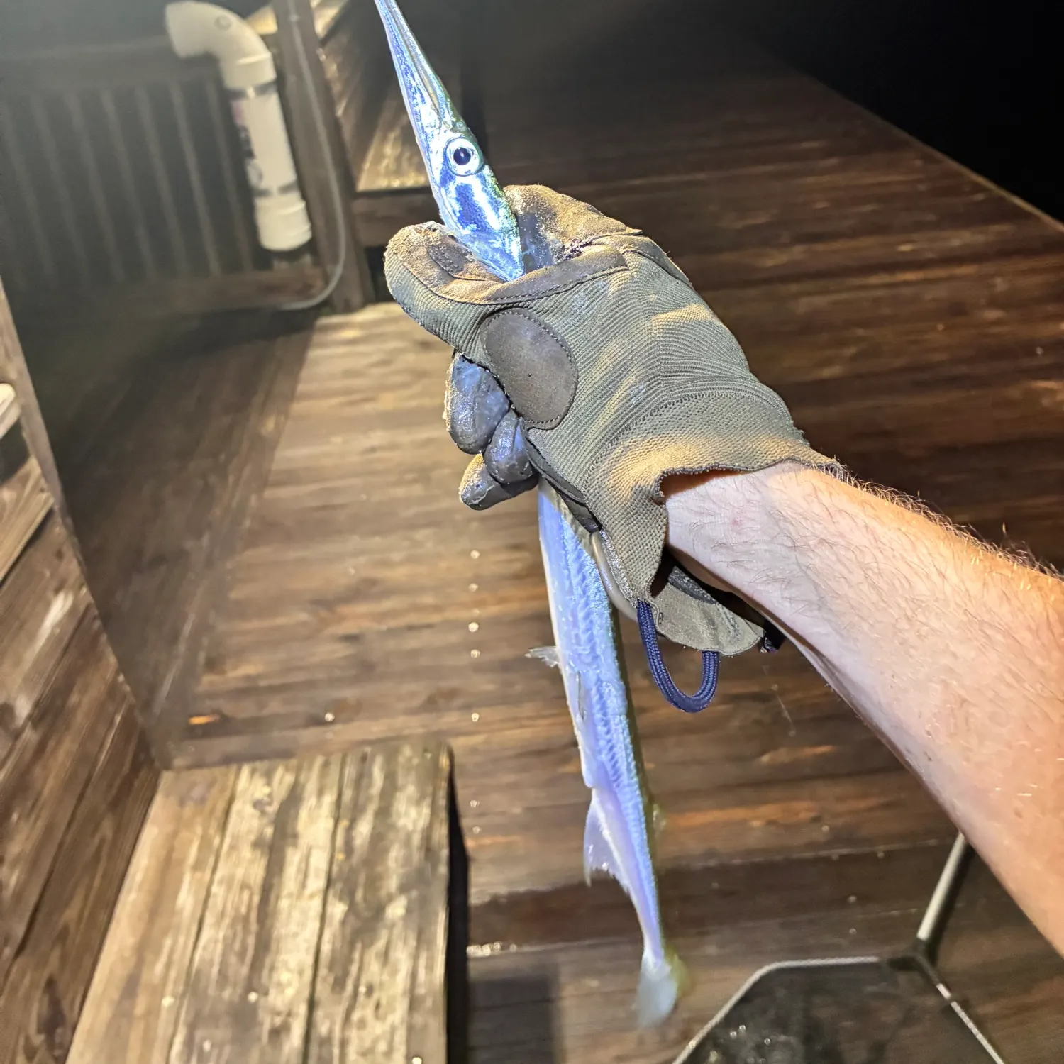 The most recent Atlantic needlefish catches on Fishbrain