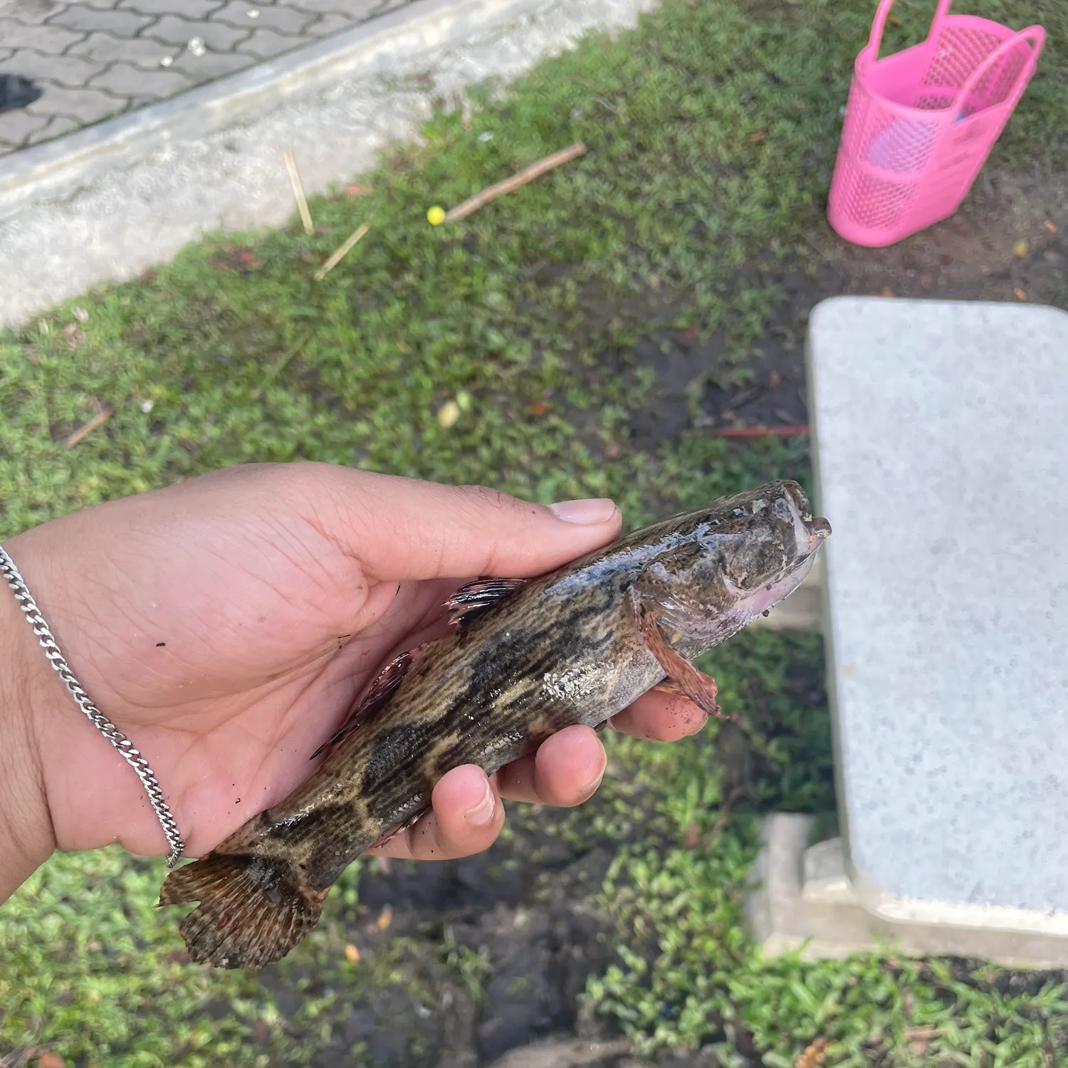 The most recent Marbled goby catches on Fishbrain