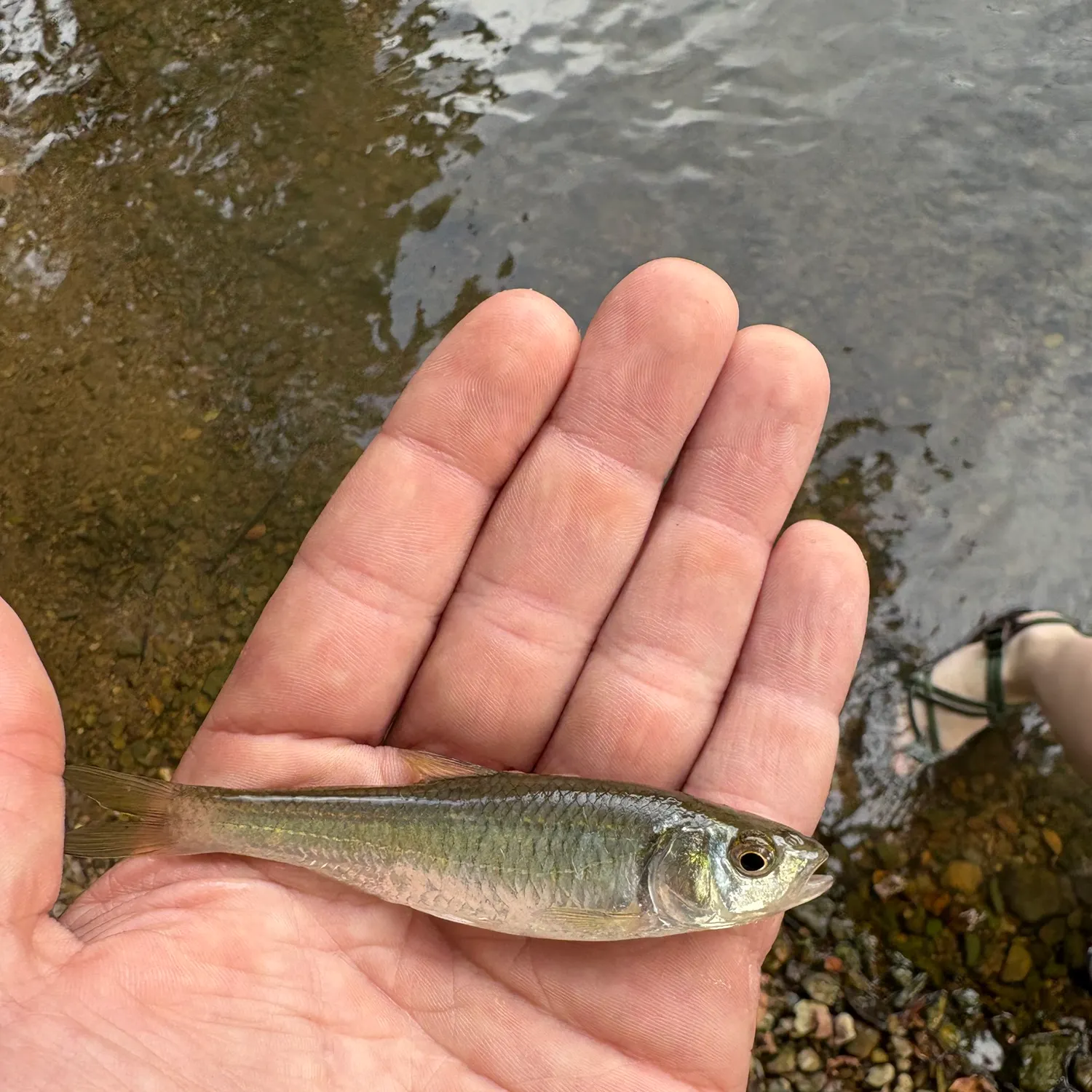 The most recent Striped shiner catches on Fishbrain
