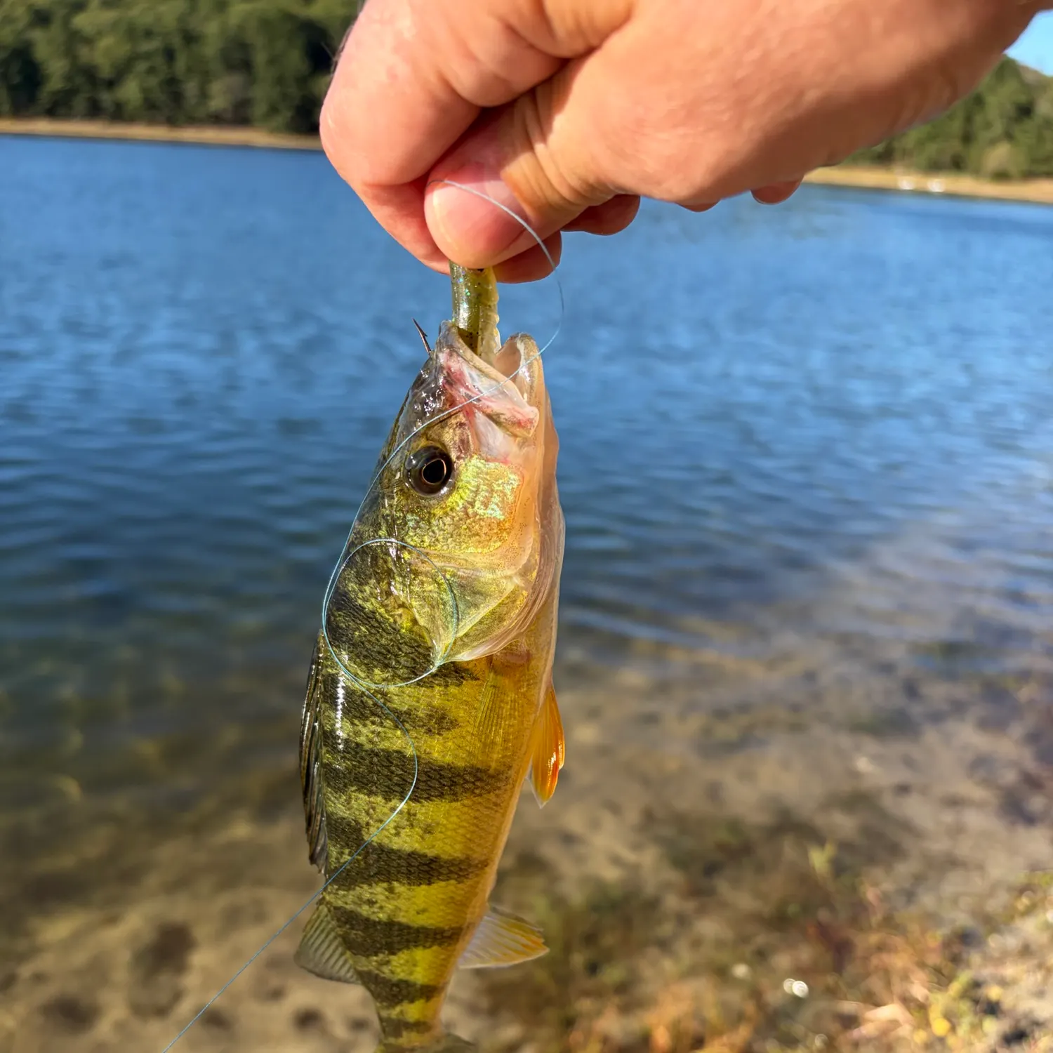Yellow perch caught on Fishbrain