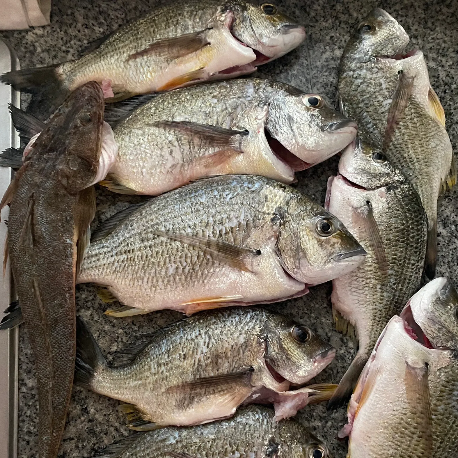 recently logged catches