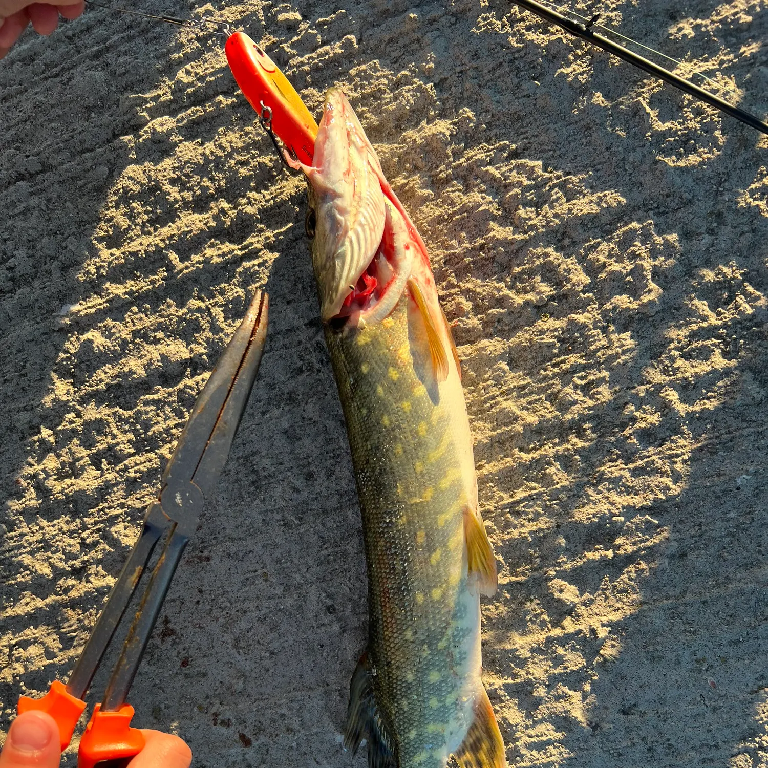 Northern pike caught on Fishbrain
