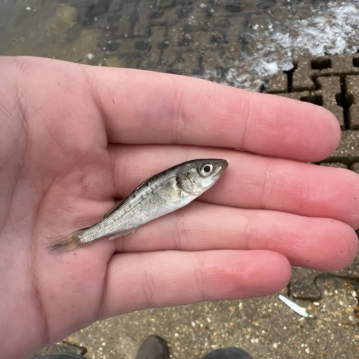 Bidyan perch caught on Fishbrain