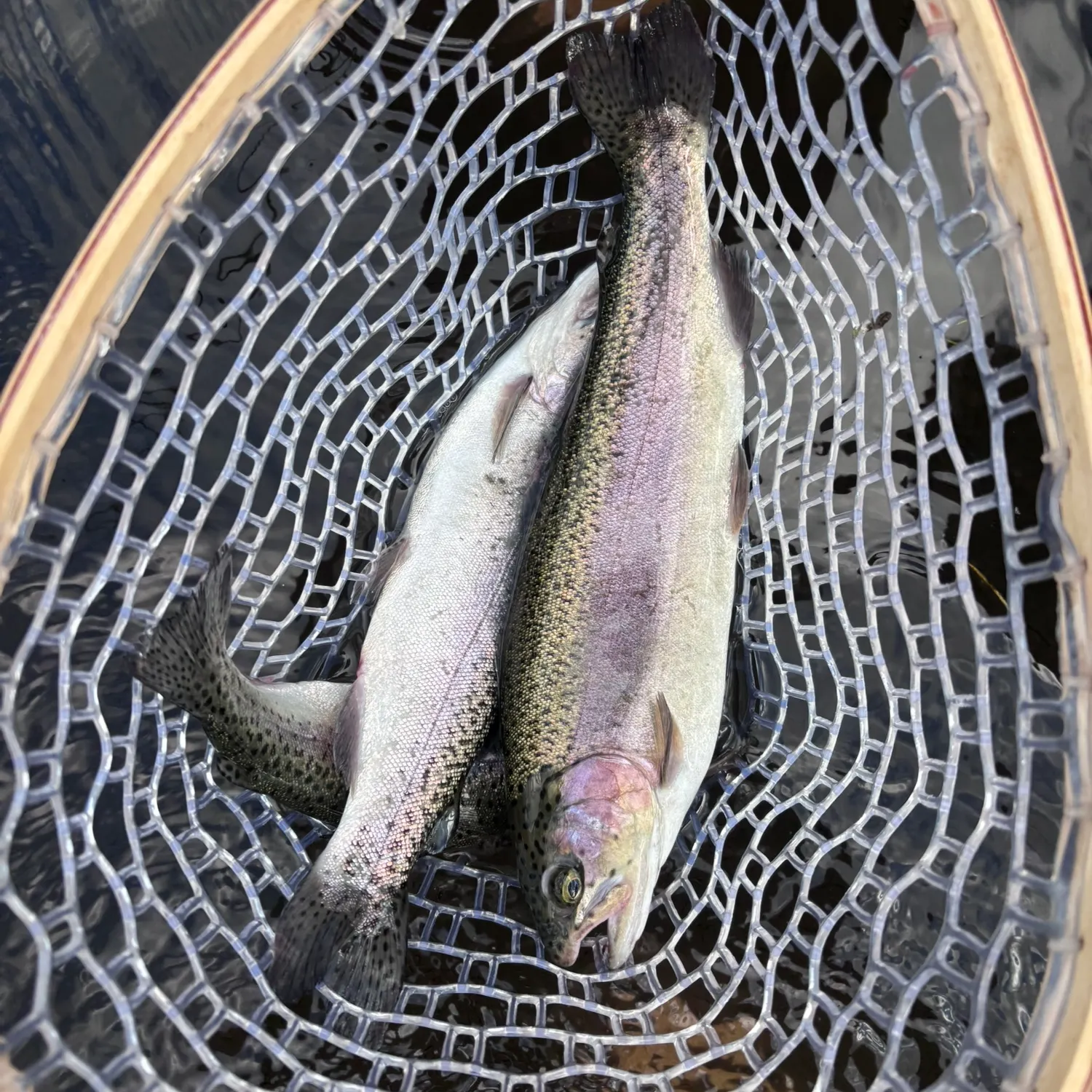Rainbow trout caught on Fishbrain