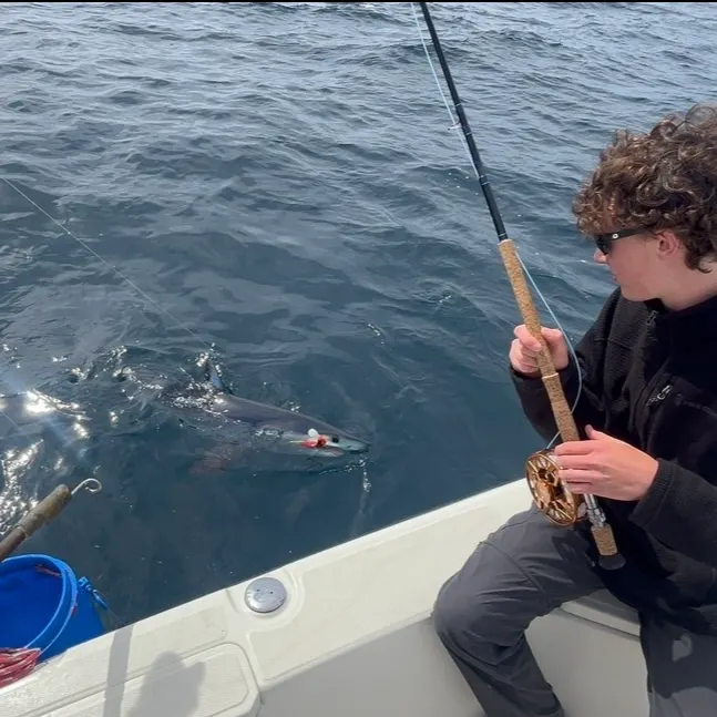 The most recent Shortfin mako shark catches on Fishbrain