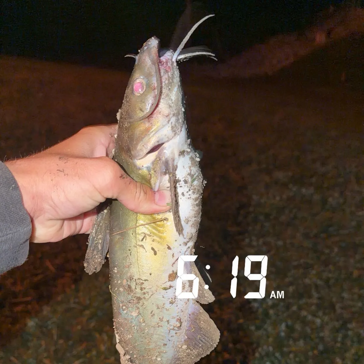 Channel catfish caught on Fishbrain