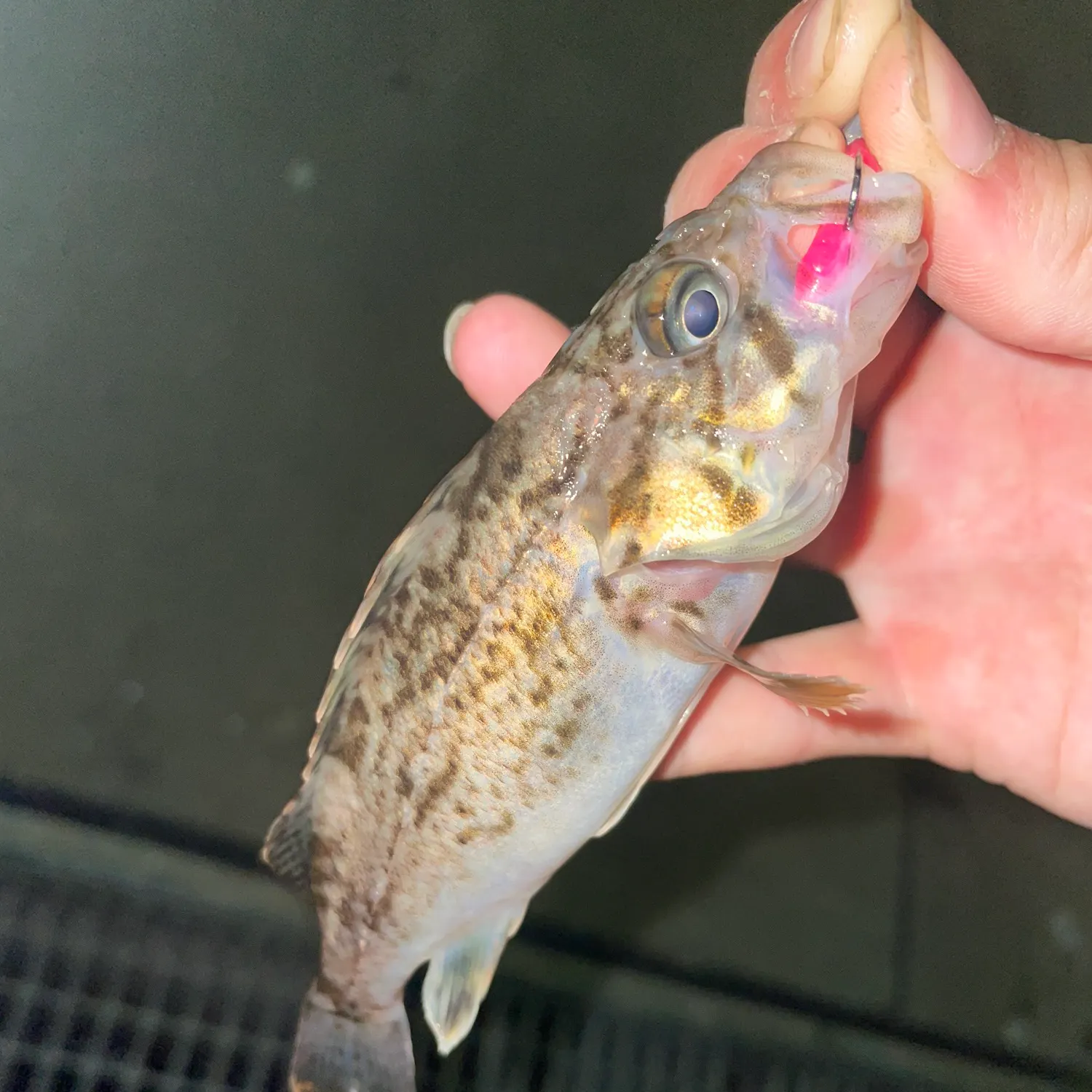 The most recent Japanese white seaperch catches on Fishbrain