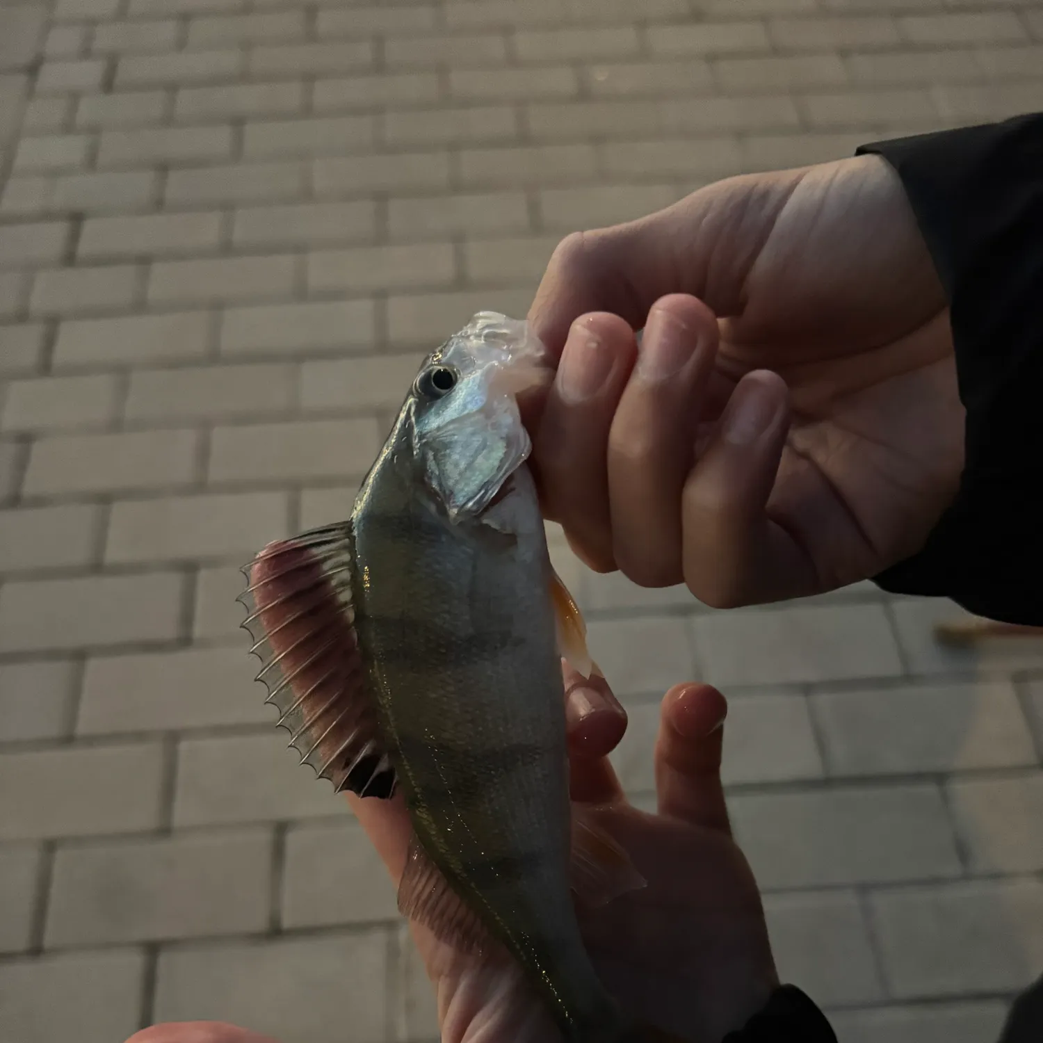 European perch caught on Fishbrain