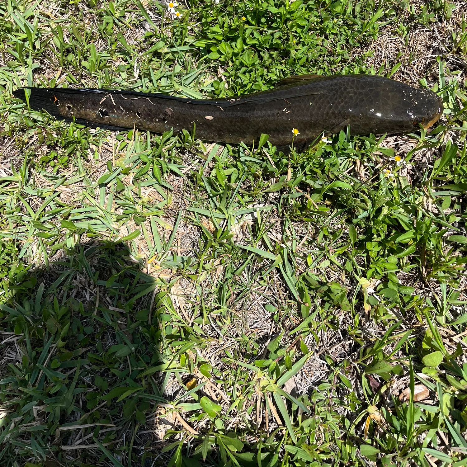 The most recent Indonesian snakehead catches on Fishbrain