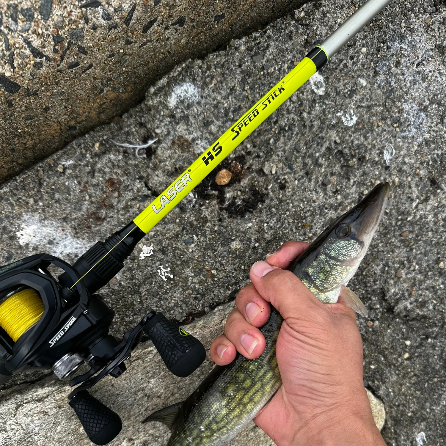 Chain pickerel caught on Fishbrain
