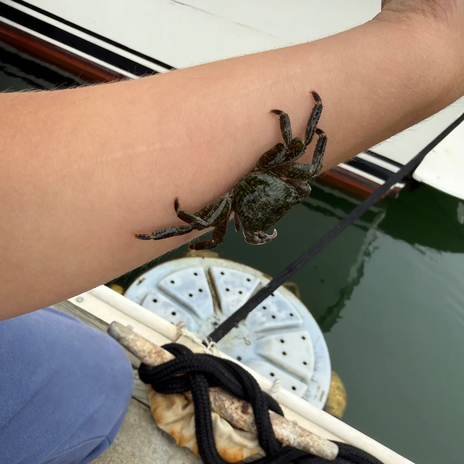 The most recent Pacific rock crab catches on Fishbrain