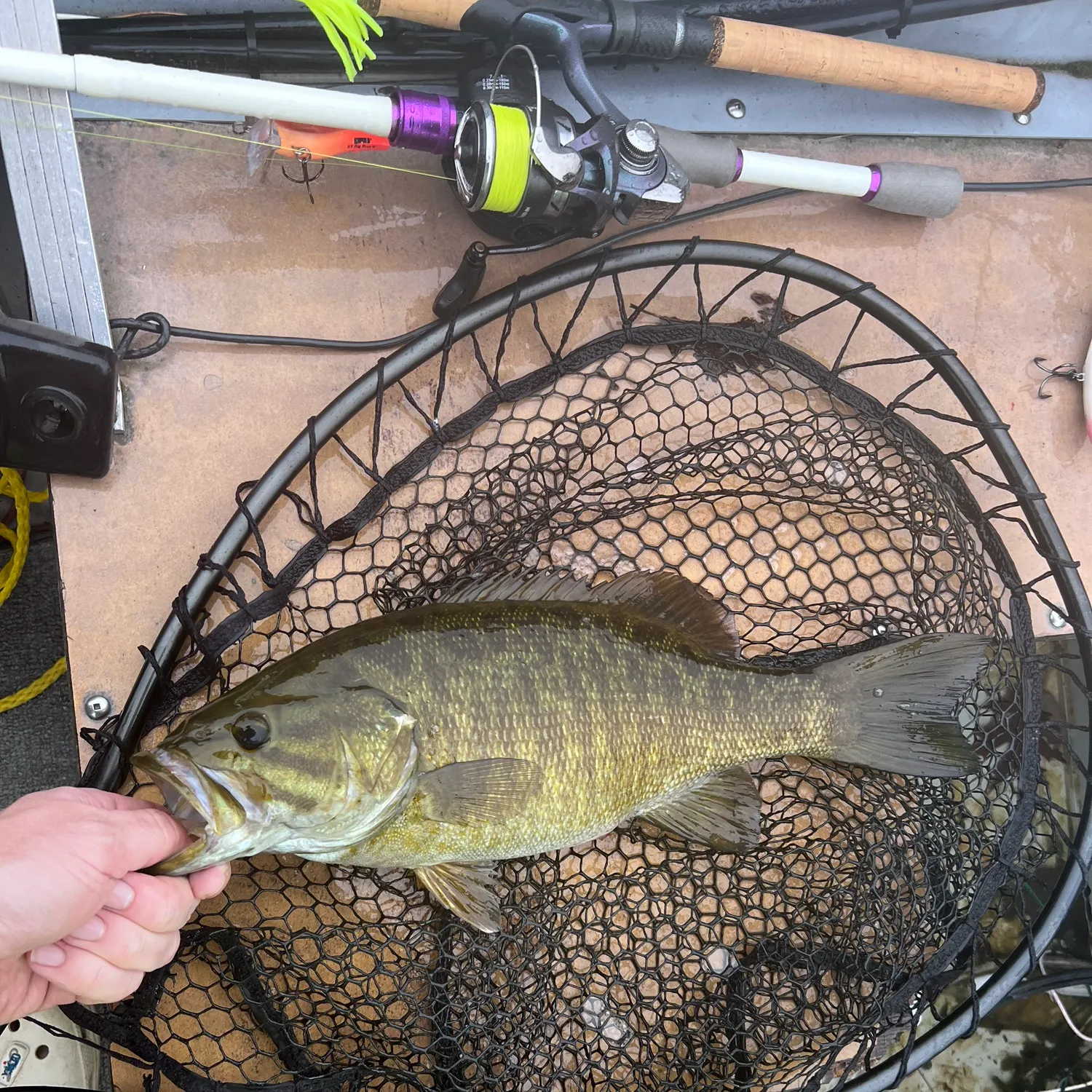 Smallmouth bass caught on Fishbrain