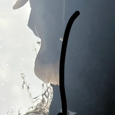 Black bullhead caught on Fishbrain
