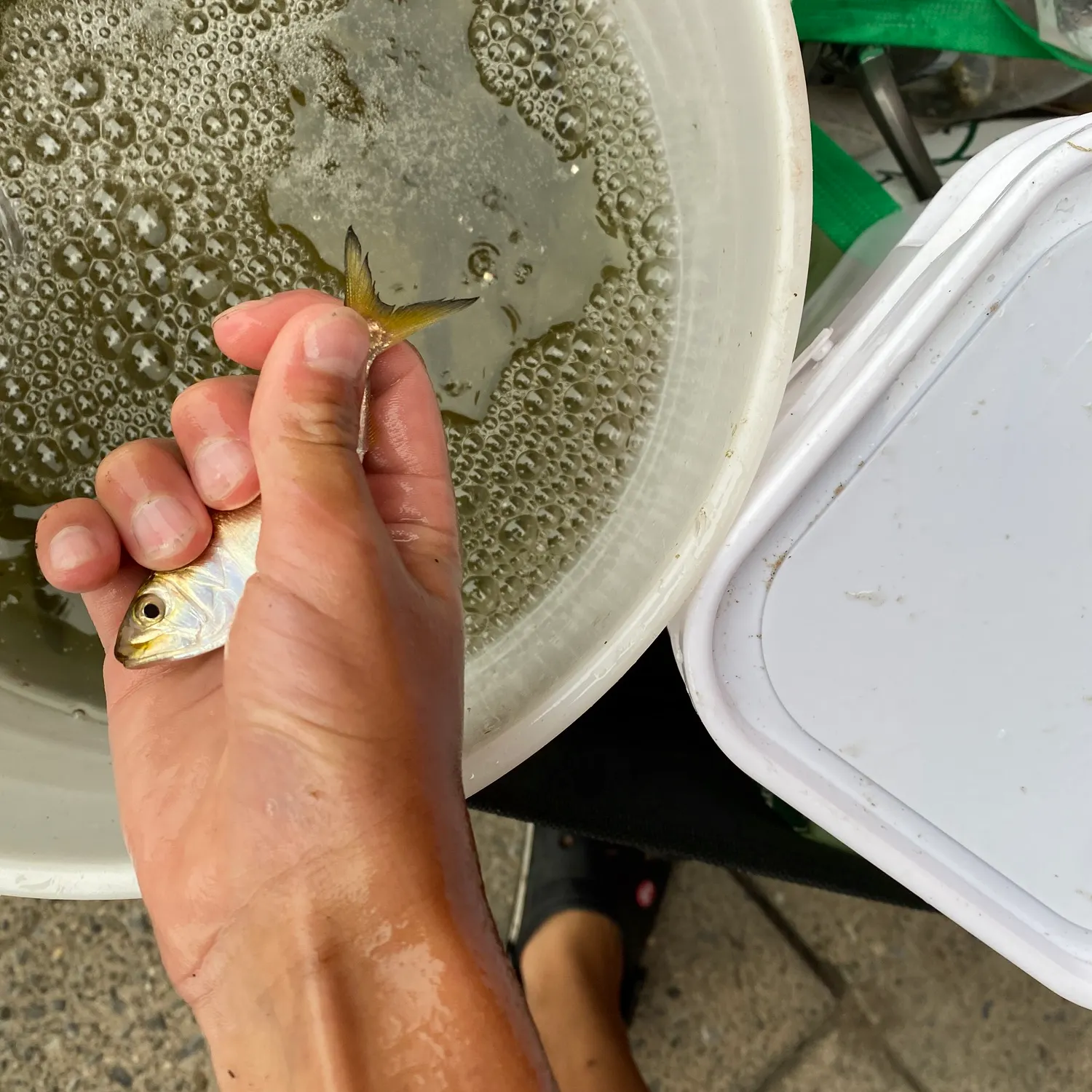 The most recent Finescale menhaden catches on Fishbrain