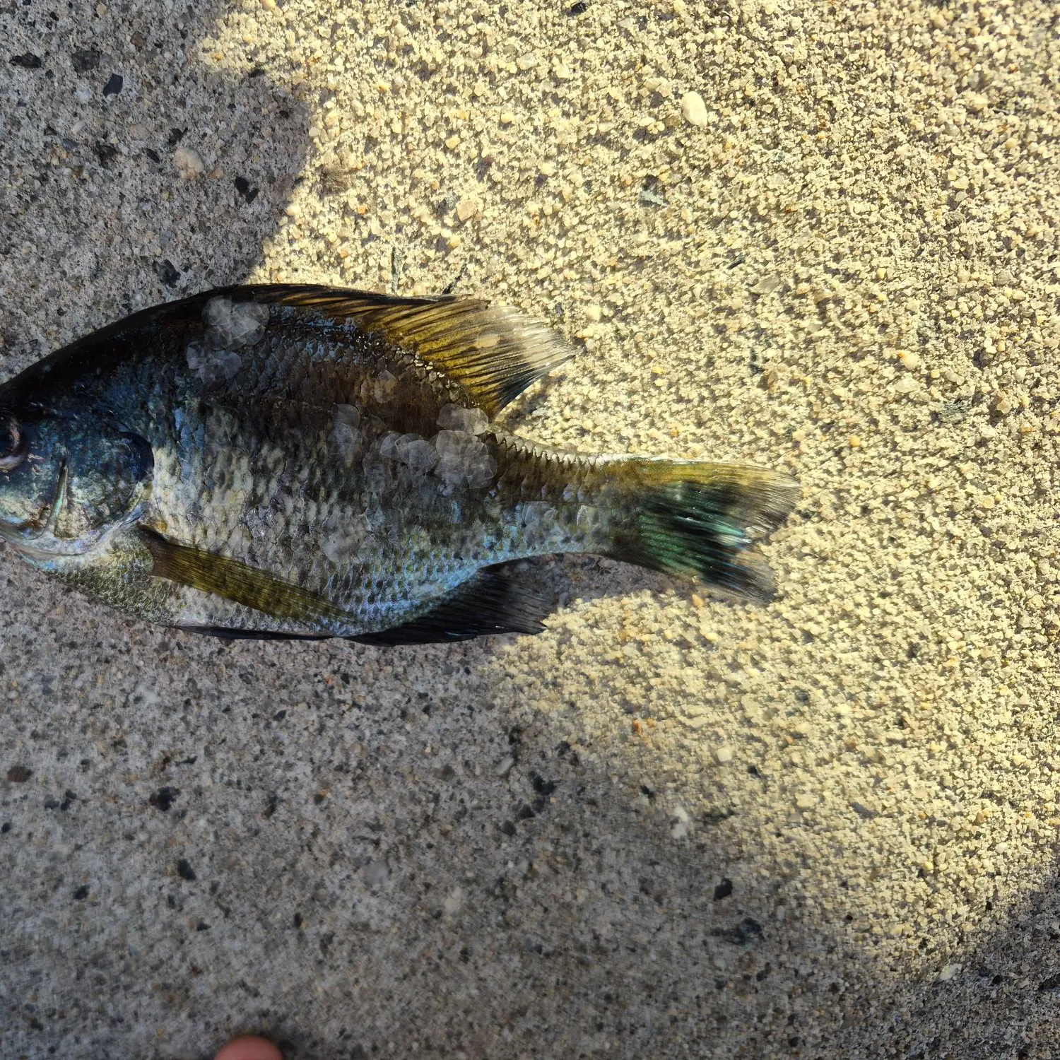 Fish caught on Fishbrain