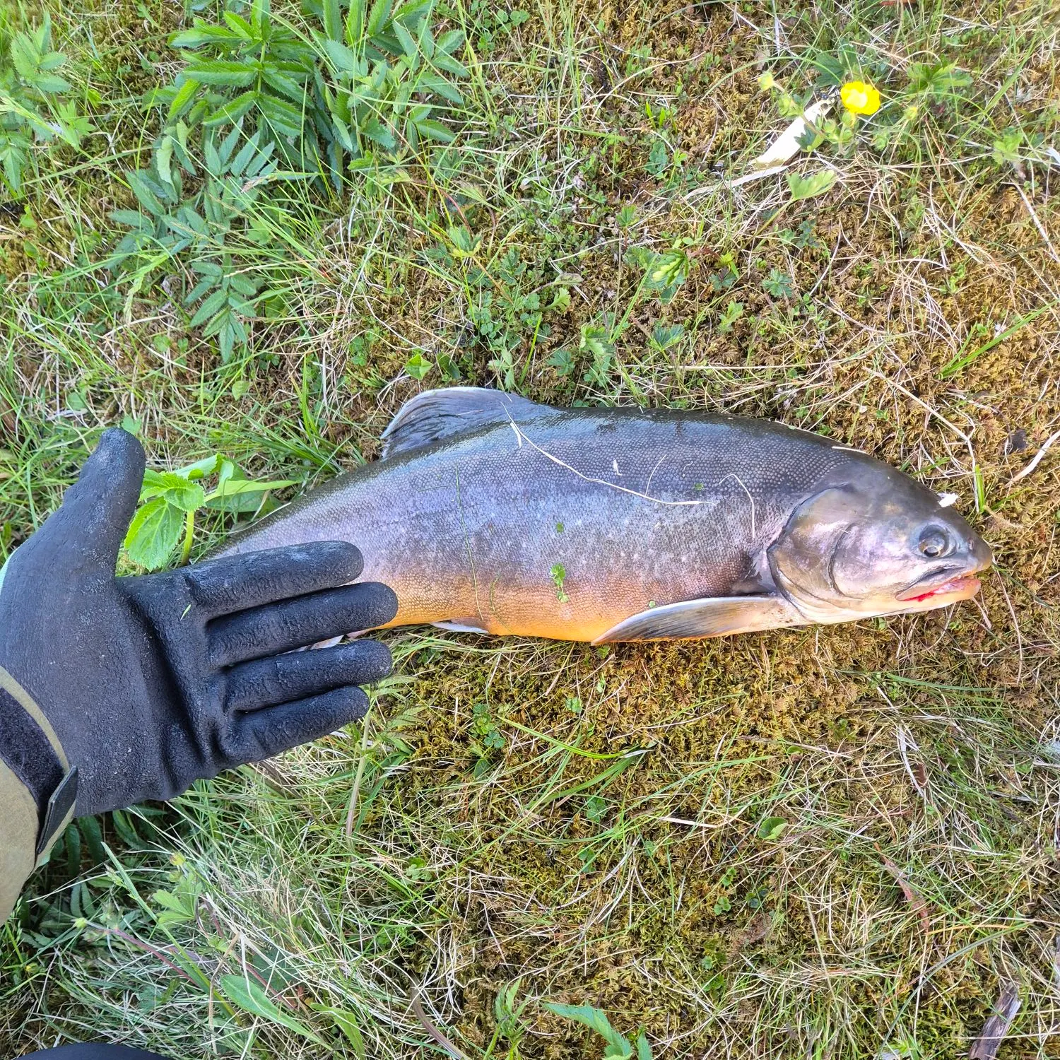 The most recent Arctic char catches on Fishbrain