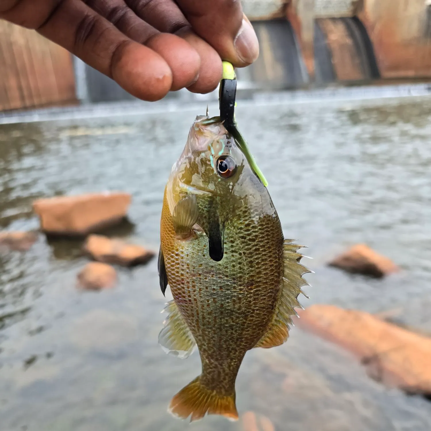 Redbreast sunfish caught on Fishbrain
