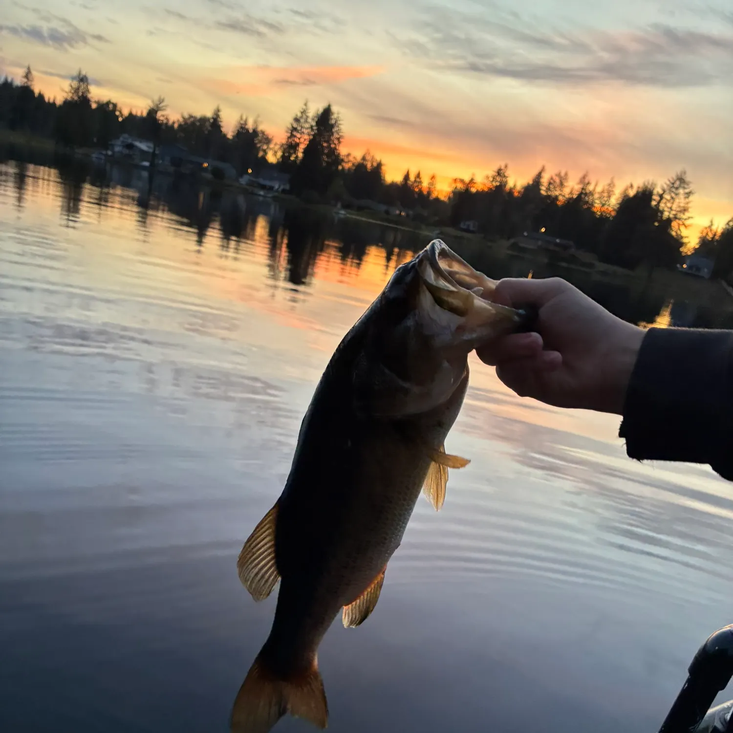 Largemouth bass caught on Fishbrain