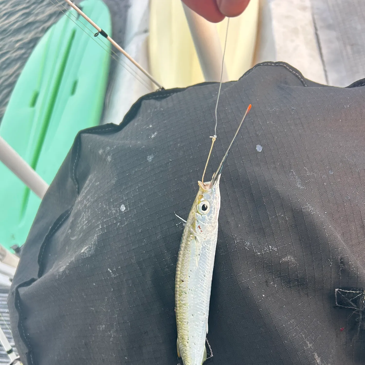The most recent Ballyhoo halfbeak catches on Fishbrain