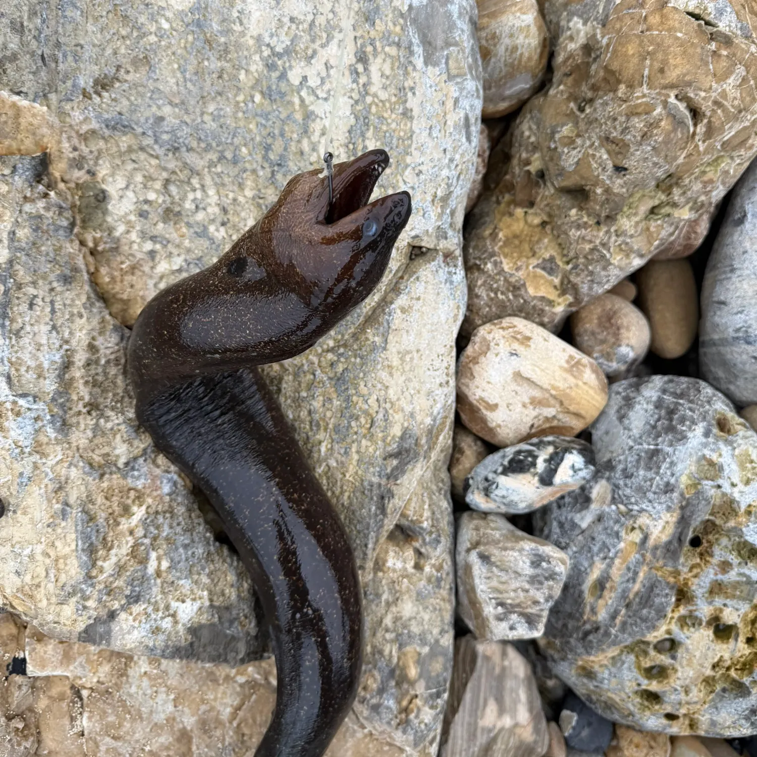 The most recent California moray catches on Fishbrain
