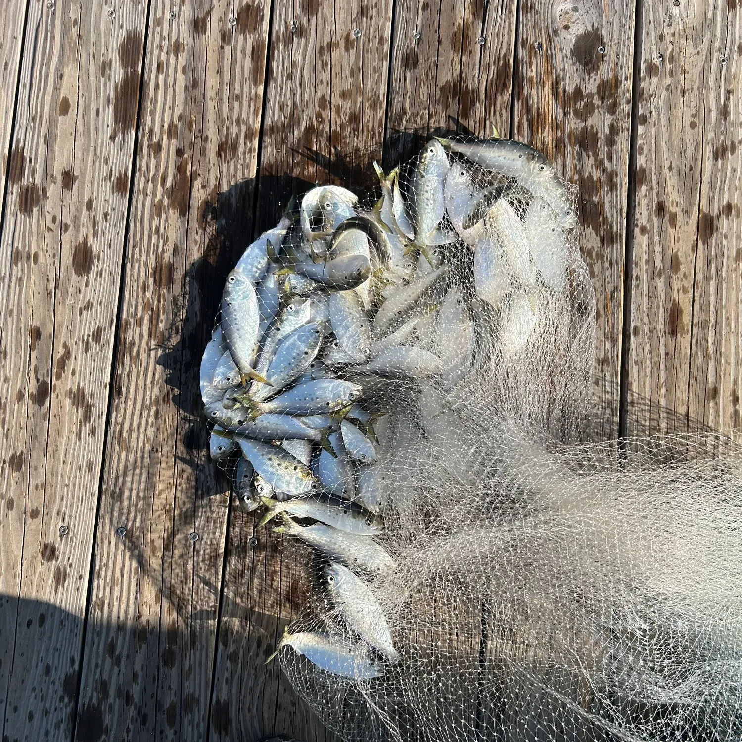 The most recent Atlantic menhaden catches on Fishbrain