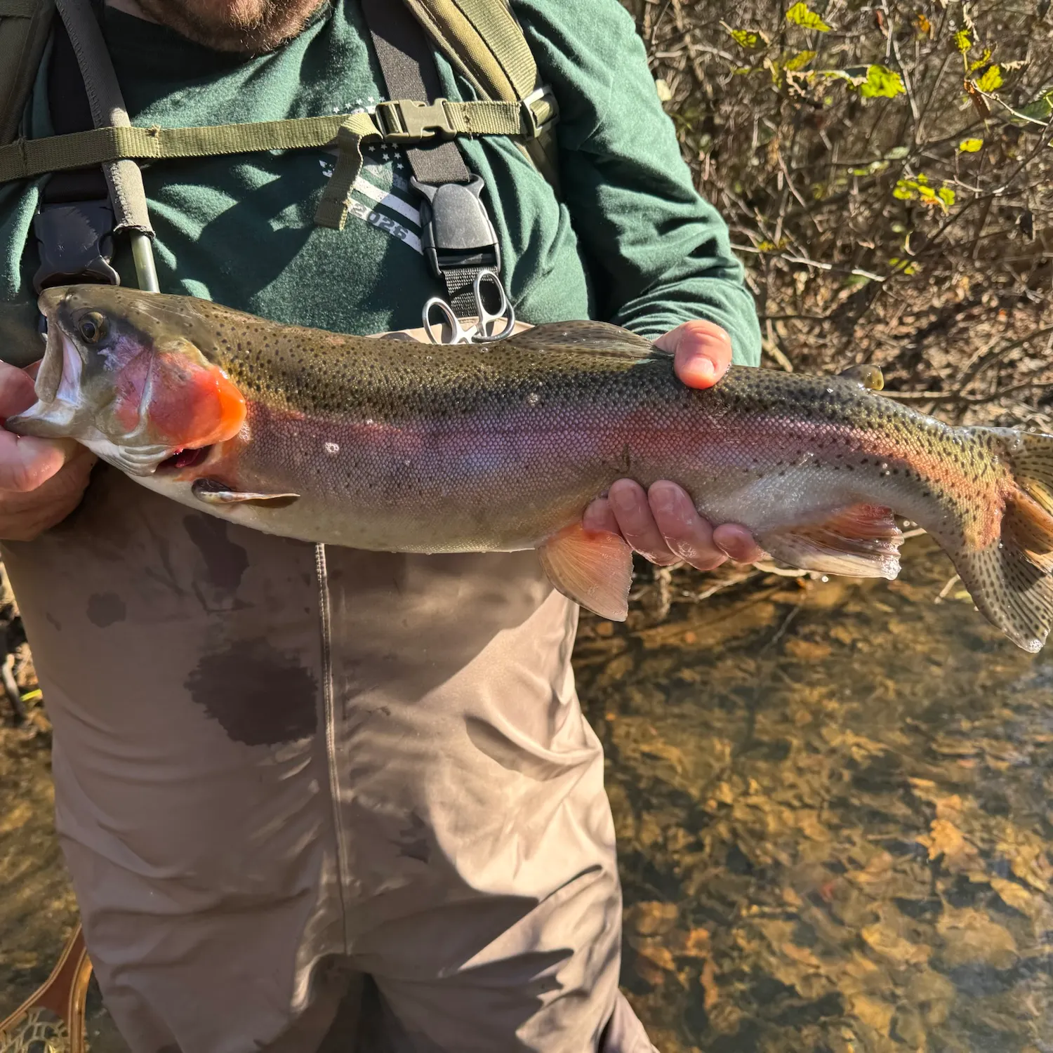 Rainbow trout caught on Fishbrain