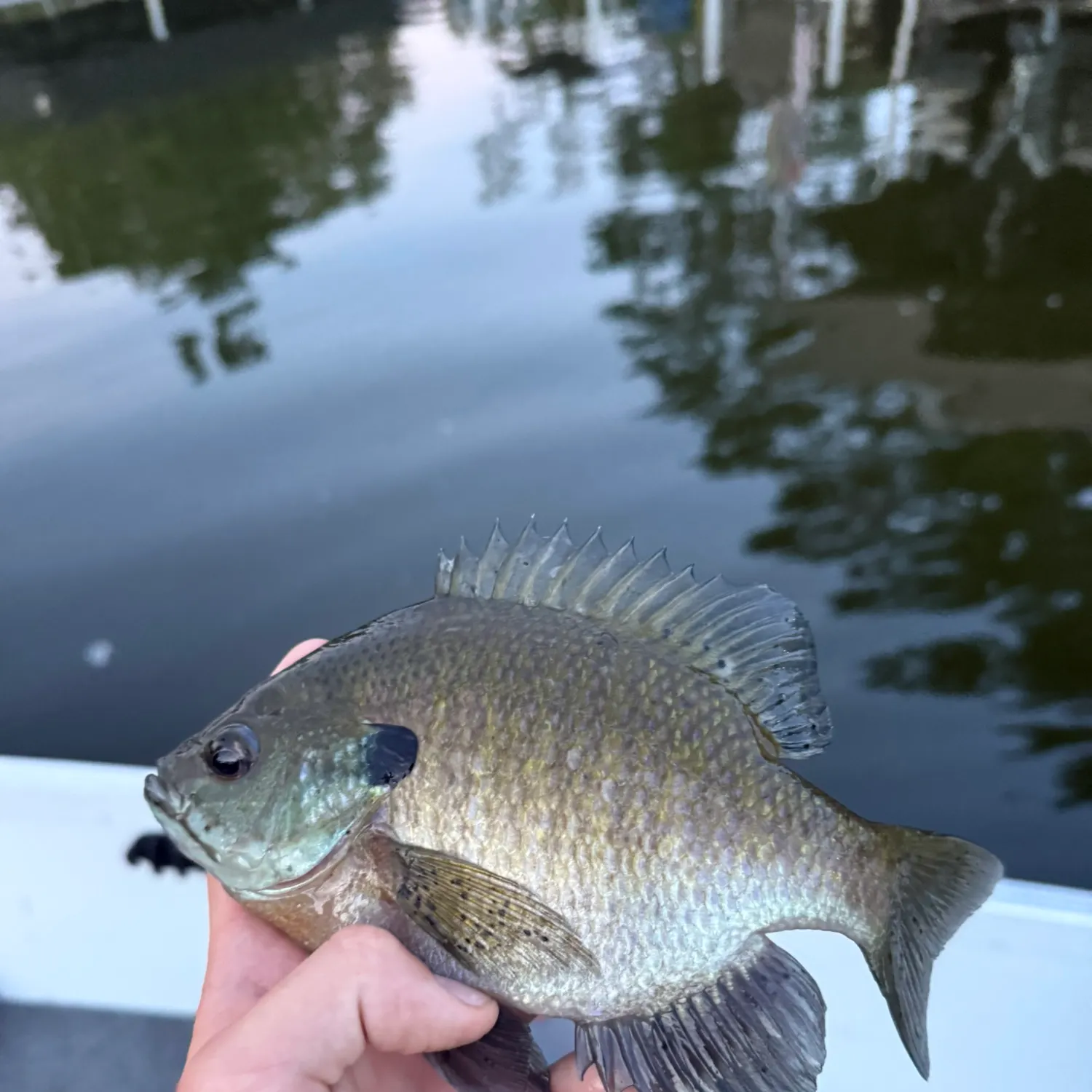 Bluegill caught on Fishbrain