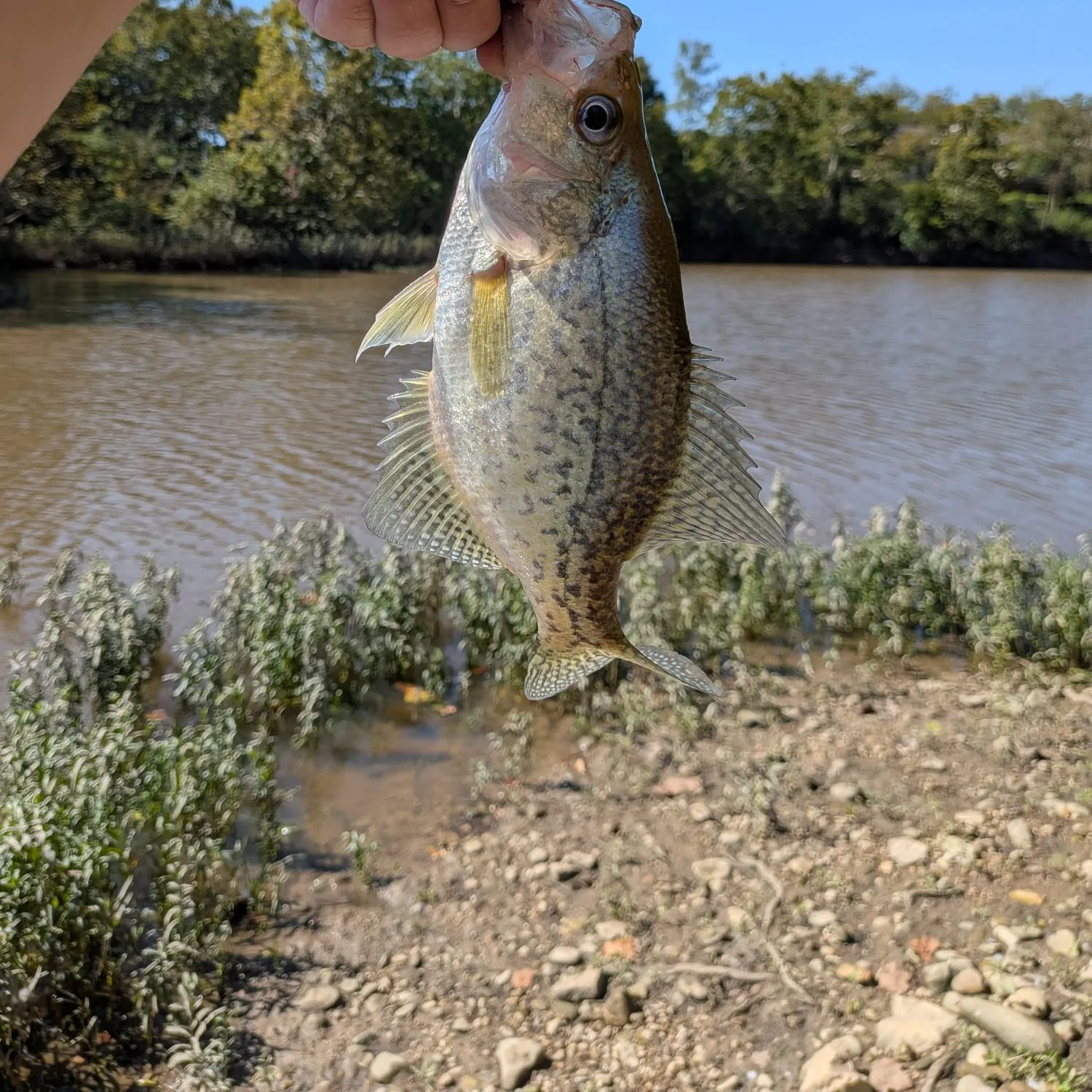 Black crappie caught on Fishbrain