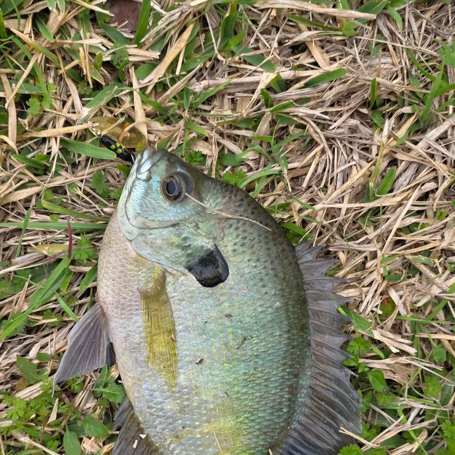 The most recent Bluegill catches on Fishbrain