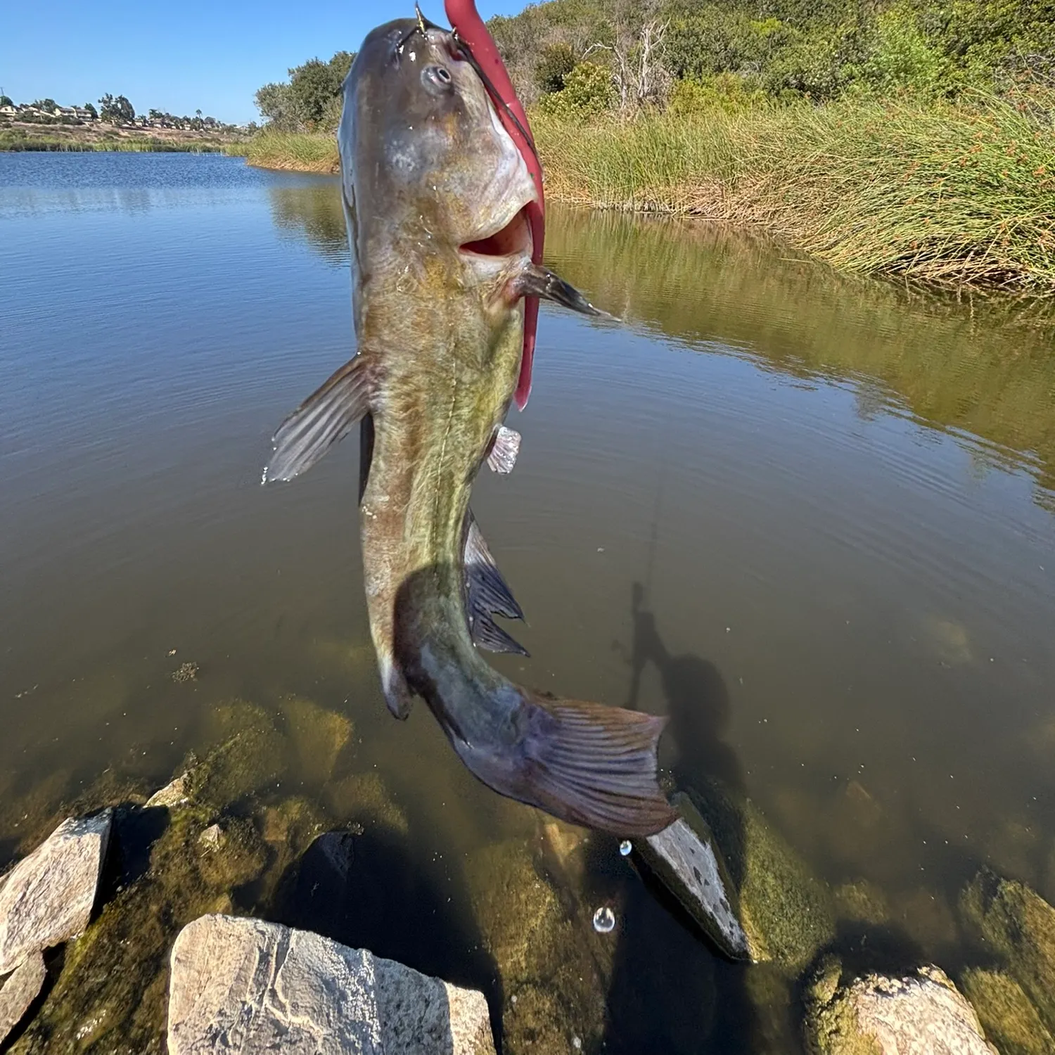 Black bullhead caught on Fishbrain