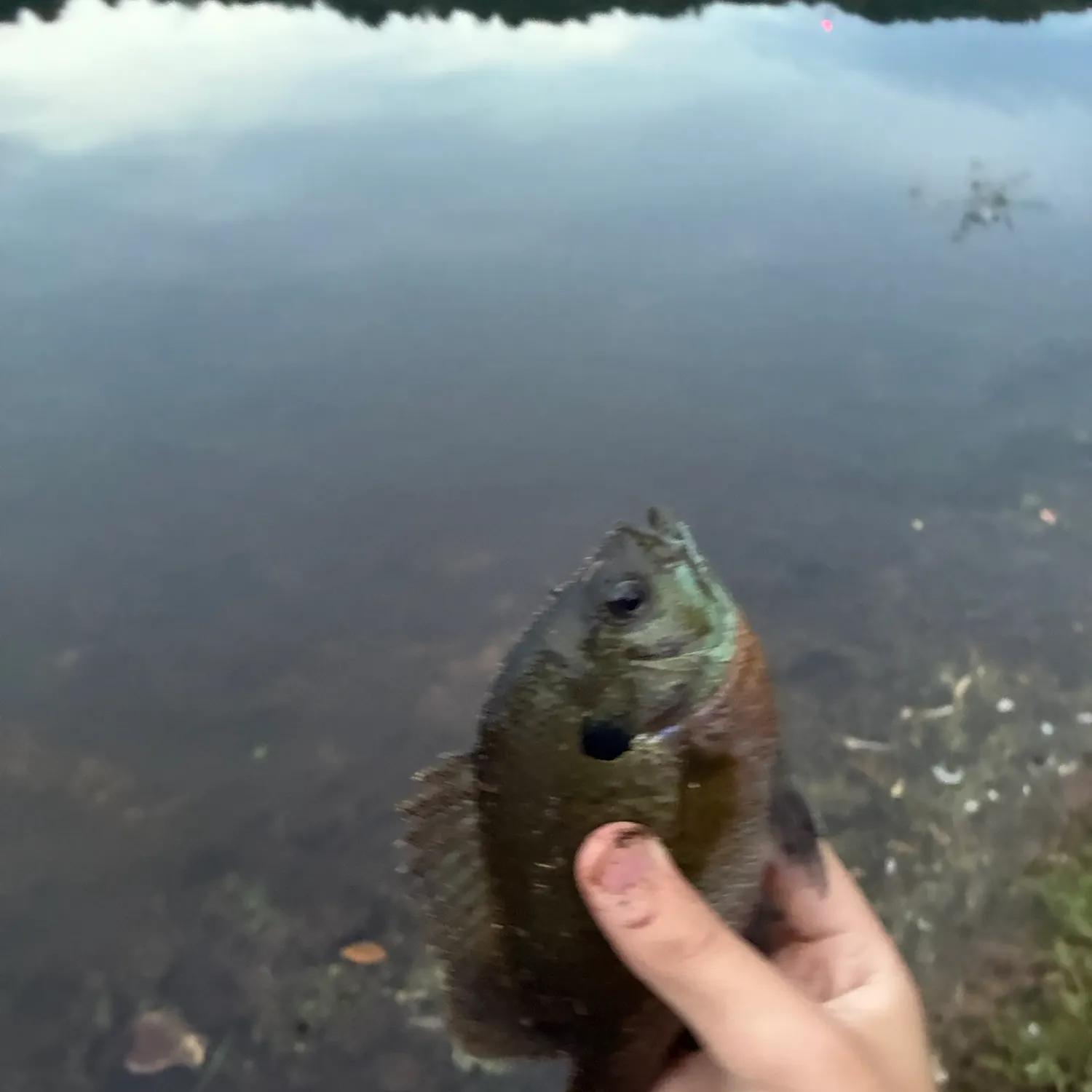 Bluegill caught on Fishbrain
